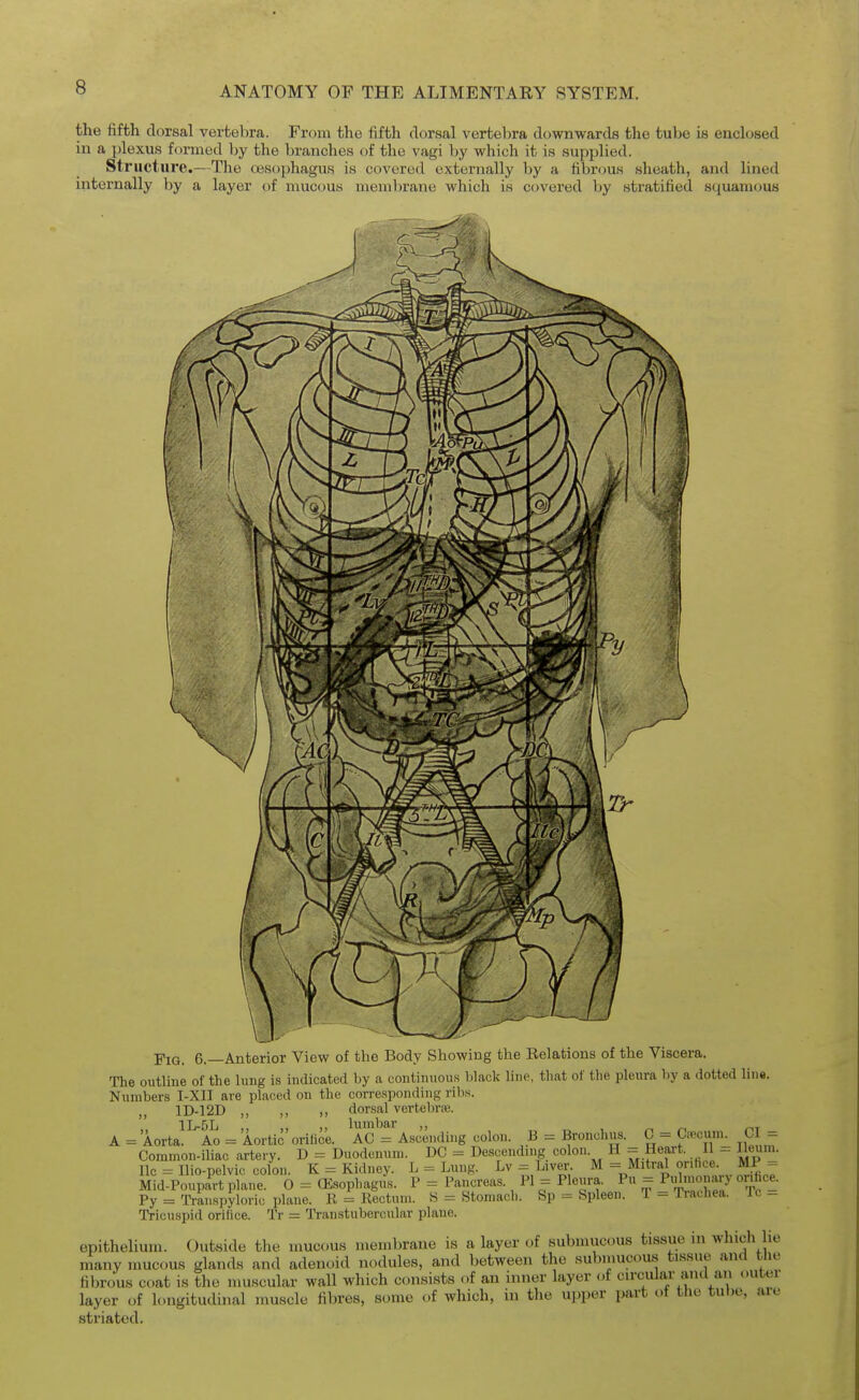 the fifth dorsal vertebra. From the fifth dorsal vertebra downwards the tube is enclosed in a plexus formed by the branches of the vagi by which it is supplied. Structure.—The oesophagus is covered externally by a fibrous sheath, and lined internally by a layer of mucous membrane which is covered by stratified squamous Pig. 6.—Anterior View of the Body Showing the Eelations of the Viscera. The outline of the lung is indicated by a continuous black line, that of the pleura by a dotted lin«. Numbers T-XII are placed on the corresponding ribs. 1D-12D „ ,, ,, dorsal vertebrae. A = Aorta^^A^ = Aortic' orifice. AC ^Ascending colon. B = Bronchus. G = Ciecum. CI = Common-iliac artery. D = Duodenum. DC = De.scending colon. H = Heart. II = Ileum, lie = Ilio-pelvic colon. K = Kidney. L = Lung. Lv - Liver. M = Mitral orihce. MP = Mid-Poupart plane. 0 = (Esophagus. P = Pancreas. PI = Pleura. Pu = Plmoary or.hee. Py = Transpyloric plane. R = Rectum. B = Stomach. Sp = Spleen. T = lYachea. Tc _ Tricuspid orifice. Tr = Transtuberoular plane. epithelium. Outside the mucous membrane is a layer of submucous tissue in which lie many mucous glands and adenoid nodules, and between the submucous tissue and the fibrous coat is the muscular wall which consists of an inner layer of circular and an outei layer of longitudinal muscle fibres, some of which, in the upper part ot the tuDo, are striated.