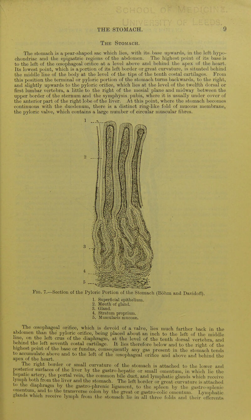 The Stomach. The stomach is a pear-shajjecl sac which lies, with its Ijase iqjwards, in the left hypo- choncli-iac and the epigastric regions of the abdomen. The highest point of its base is to the left of the oesophageal orifice at a level above and behind the apex of the heart. Its lowest point, which is a portion of its left border or great curvature, is situated behind the middle line of the body at the level of the tips of the tenth costal cartilages. From this position the terminal or pyloric portion of the stomach turns backwards, to the right, and slightly upwards to the pyloric orifice, which lies at the level of the twelfth dorsal or first lumbar vertebra, a little to the right of the mesial plane and midway between the upper border of the sternum and the symphysis pubis, where it is usually under cover of the anterior part of the right lobe of the liver. At this point, where the stomach becomes continuous with the duodenum, there is a distinct ring-like fold of mucous membrane, the pyloric valve, which contains a large number of circular muscular fibres. 5 Fig. 7.—Section of the Pyloric Portion of the Stomach (Bohm and Davidoff) 1. Superficial epithelium. 2. Mouth of gland. 3. Gland. 4. Stratum proprium. 5. Muscularis mucosae. The oesophageal orifice, which is devoid of a valve, lies much farther back in the abdomen than the pyloric orifice, being placed about an inch to the left of the middle line, on the left crus (jf the diaphragm, at the level of the tenth dorsal vertebra, and behmd the left seventh costal cartilage. It lies therefore below and to the right of the highe.st pomt of the base or fundus, conseciuently any gas present in the stomach tends to accumulate above and to the left of the oesophageal orifice and above and behind the apex of the heart. The right border or small curvature of the stomach is attached to the lower and posterior surfaces of the liver by the gastro-hepatic or small omentum, in which lie the lepatic artery, the portal vein, the common bile duct, and lymphatic glands which receive lymph both from the liver and the stomach. The left border or great curvature is attached to the iliaphragm by the gastro-phrenic ligament, to the spleen liy the gastro-splenic omentum and to the transverse colon by the gi-cat or gastro-colic f.incntum. Lymphatic glands which receive lymph from the stomach lie in all three folds and their efierents