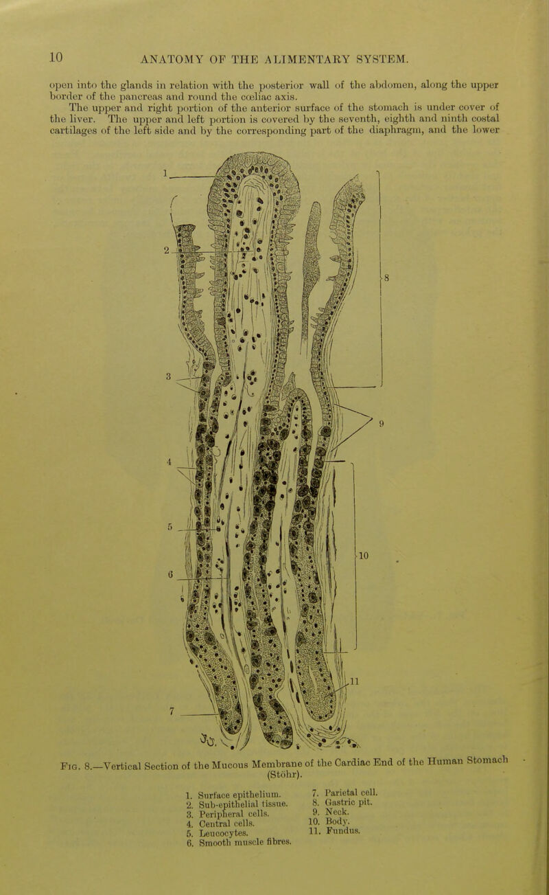 open into the glands in relation with the posterior wall of the abdomen, along the upper border of the pancreas and round the coeliac axis. The upper and right portion of the anterior surface of the stomach is under cover of the liver. The upper and left portion is covered by the seventh, eighth and ninth costal cartilages of the left side and by the corresponding part of the diaphragm, and the lower Fig. 8.-Vertical Section of the Mucous Membrane of the Cardiac End of the Human Stomach (Stiihr). 1. Surface epithelium. 2. Sub-epithelial tissue. 3. Peripheral cells. 4. Central cells. 5. Leucocytes. 6. Smooth muscle fibres. 7. Parietal cell. 8. Gastric pit. 9. Neck. 10. Body. 11. Fundus.
