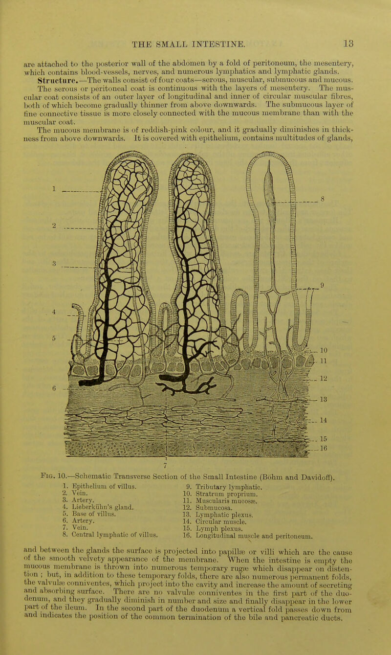are attached to the posterior wall of the abdomen by a fold of peritoneum, the mesenteiy, which contains blood-vessels, nerves, and numerous lymphatics and lymphatic glands. Structure.—The walls consist of four coats—serous, muscular, submucous and mucous. The serous or peritoneal coat is continuous with the layers of mesentery. The mus- cular coat consists of an outer layer of longitudinal and inner of circular muscular filires, both of Avhich become gradually thinner from above downwards. The submucous layer of fine connective tissue is more closely connected with the mucous membrane than with the muscular coat. The mucous membrane is of reddish-pink colour, and it gradually diminishes in thick- ness from above downwards. It is covered with epithelium, contains multitudes of glands, 1 Fig. 10. •Schematic Transverse Section of the Small Intestine (Bohm and Davidoff). Tributary lymphatic. Stratrum proprium. Miiscularis mucosae. 12. Submucosa. 13. Lymphatic ple.xus. Circular muscle. Lymph plexus. Longitudinal muscle and peritoneum. 1. Epithelium of villus 2. Vein. 3. Artery. 4. Lieberkiihii's gland. .5. Base of villus. 6. Artery. 7. Vein. 8. Central lymphatic of villus 10. 11. 14. 15. 16. and between the glands the surface is projected into papillae or villi which are the cause of the smooth velvety appearance of the membrane. When the intestine is empty the mucous membrane is thrown into numerous temporary rugre which disai)pear on disten- tu>n ; but, in addition to these temporary folds, there are also numerous permanent folds, the valvuhie conniventes, which project into the cavity and increase the amount of secreting and absorbmg surface. There are no valvulse conniventes in tlie first part (jf the duo- denum, and they gradually diminish in numl)er and si/.e and finally disappear in the lower part of the ileum. In the second jmrt of the duodenum a vertical fold passes down from and indicates the position of the common termination of the bile and pancreatic ducts.
