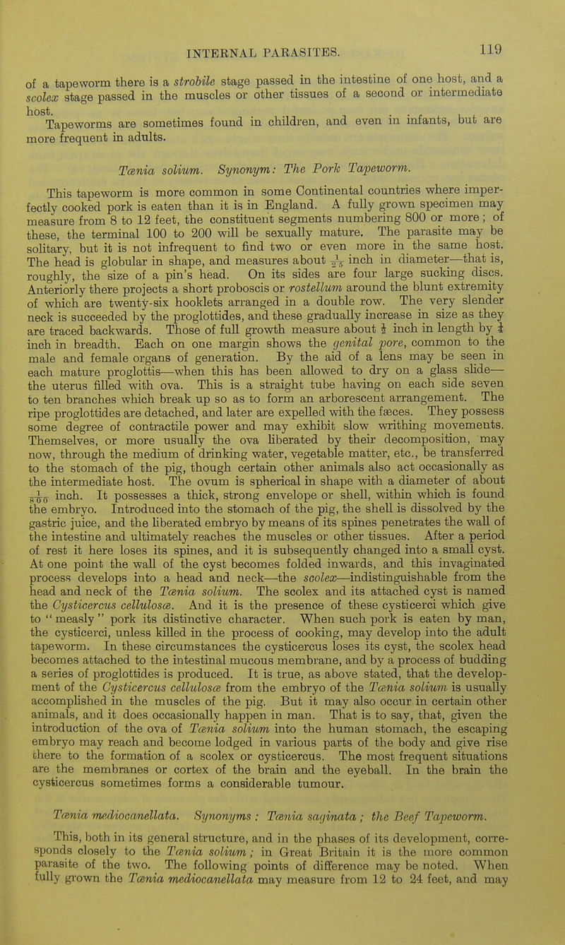 of a tapeworm there is a strobile stage passed in the intestine of one host, and a scolex stage passed in the muscles or other tissues of a second or intermediate ^° Tapeworms are sometimes found in children, and even in infants, but are more frequent in adults. Tania solium. Synonym: The Pork Tapeworm. This tapeworm is more common in some Continental countries where imper- fectly cooked pork is eaten than it is in England. A fully grown specimen may measure from 8 to 12 feet, the constituent segments numbering 800 or more; of these, the terminal 100 to 200 will be sexually mature. The parasite may be solitary, but it is not infrequent to find two or even more in the same host. The head is globular in shape, and measures about inch in diameter—that is, roughly, the size of a pin's head. On its sides are four large sucking discs. Anteriorly there projects a short proboscis or rostellum around the blunt extremity of which are twenty-six booklets arranged in a double row. The very slender neck is succeeded by the proglottides, and these gradually increase in size as they are traced backwards. Those of fuU growth measure about J inch in length by i inch in breadth. Each on one margin shows the genital pore, common to the male and female organs of generation. By the aid of a lens may be seen in each mature proglottis—when this has been allowed to dry on a glass slide— the uterus filled with ova. This is a straight tube having on each side seven to ten branches which break up so as to form an arborescent arrangement. The ripe proglottides are detached, and later are expelled with the faeces. They possess some degree of contractile power and may exhibit slow writhing movements. Themselves, or more usually the ova liberated by their decomposition, may now, through the medium of drinking water, vegetable matter, etc., be transferred to the stomach of the pig, though certain other animals also act occasionally as the intermediate host. The ovum is spherical in shape with a diameter of about inch. It possesses a thick, strong envelope or shell, within which is found the embryo. Introduced into the stomach of the pig, the shell is dissolved by the gastric juice, and the liberated embryo by means of its spines penetrates the wall of the intestine and ultimately reaches the muscles or other tissues. After a period of rest it here loses its spines, and it is subsequently changed into a small cyst. At one point the wall of the cyst becomes folded inwards, and this invaginated process develops into a head and neck—the scolex—indistinguishable from the head and neck of the Tcsnia solium. The scolex and its attached cyst is named the Cysticercus cellulosce. And it is the presence of these cysticerci which give to  measly  pork its distinctive character. When such pork is eaten by man, the cysticerci, unless killed in the process of cooking, may develop into the adult tapeworm. In these circumstances the cysticercus loses its cyst, the scolex head becomes attached to the intestinal mucous membrane, and by a process of budding a series of proglottides is produced. It is true, as above stated, that the develop- ment of the Cysticercus celhilosce from the embryo of the Tcenia solium is usually accomplished in the muscles of the pig. But it may also occur in certain other animals, and it does occasionally happen in man. That is to say, that, given the introduction of the ova of Tcenia solium into the human stomach, the escaping embryo may reach and become lodged in various parts of the body and give rise there to the formation of a scolex or cysticercus. The most frequent situations are the membranes or cortex of the brain and the eyeball. In the brain the cysticercus sometimes forms a considerable tumour. Tcenia mediocanellata. Synonyms : Tcenia saginata; the Beef Tapeworm. This, both in its general structure, and in the phases of its development, corre- sponds closely to the Tcenia solium; in Great Britain it is the more common parasite of the two. The following points of difference may be noted. When fully grown the Tcenia mediocanellata may measure from 12 to 24 feet, and may