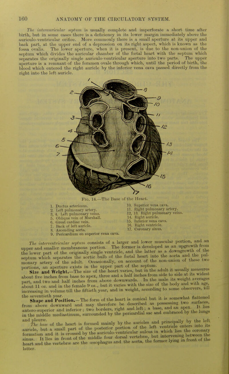The interauricular t^eftum is usually coiniilete and imperforate a short time after birth, but in some cases there is a deficiency in its lower mtirgin immediately above the auriculo-ventricular orifice. More commonly there is a small aperture at its upper and back part, at the upper end of a depression on its right aspect, which is known as the fossa ovalis. The lower aperture, when it is present, is due to the non-union of the septum which divides the auricular chamber of the f(jetal heart with the septum which separates the originally single auriculo-ventricular aperture into two parts. The upper aperture is a remnant of the foramen ovale through which, until the period of birth, the blood which entered the right auricle by the inferior vena cava passed directly from the right into the left auricle. Fig. 14.—The Base of the Heart. 1. Ductus arteriosus. 2. Left puhiiouary artery. 3. 4. Left pulmonary veins. 5. Oblique vein of Marshall. 6. Great cardiac vein. 7. Back of left auricle. 8. Ascending aorta. 9. Pericardium on superior vena cava. 10. Superior vena cava. 11. Right pulmonary artery. 12. 13. Right pulmonary veins. 14. Right auricle. 15. Inferior vena cava. 16. Right ventricle. 17. Coronary sinus. The interventricular septiim consists of a larger and lower muscular portion, and an upper and smaller membranous portion. The former is developed as an upgrowth from the lower part of the originally single ventricle, and the latter as a downgrowth of the septum which separates the aortic bulb of the ff«tal heart mto the aorta and the pul- monary artery of the adult. Occasionally, on account of the non-union of these two portions, an aperture exists in the upper part of the septum. „,^.,«„rP>; Size and Weifflit.-The size of the heart varies, but in the adult it usiially measures about five mLes ffom base to apex, three and a half inches from side to -^e a its ..des^^ part, and two and half inches from above downwards In the male itYveight av^^^ about 11 oz. and in the female 9 oz., but it varies with the size of tire body ;;^th age increasing in volume till the fiftieth year, and m weight, according to some observers, till SfanVp'isition.-The form of the heart is conical but it is somewhat flattened from^ arvrflownwanl and may therefore be described as possessing - «urfac s antero-superior and inferior ; two borders, right and left; a base, ^^^^1^^^^ JJ^,'^^^^ in the middle mediastinum, surrounded by the pericardial sac and embraced by the lungs of the heart is formed mainly by the -f^^^^^^^^^^ tVt =^io^t^T^^ded^^^^^ latter.