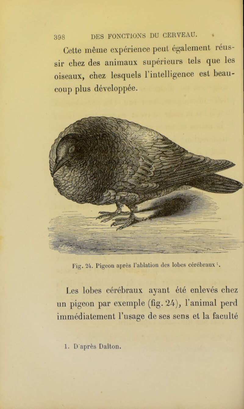 Cette même expérience peut également réus- sir chez des animaux supérieurs tels que les oiseaux, chez lesquels l'intelligence est beau- coup plus développée. Fig. 24. Pigeon après l'ablalion des lobes cérébraux ^ Les lobes cérébraux ayant été enlevés chez un pigeon par exemple (fig. 24), l'animal perd immédiatement l'usage de ses sens et la faculté 1. D après Dalton.