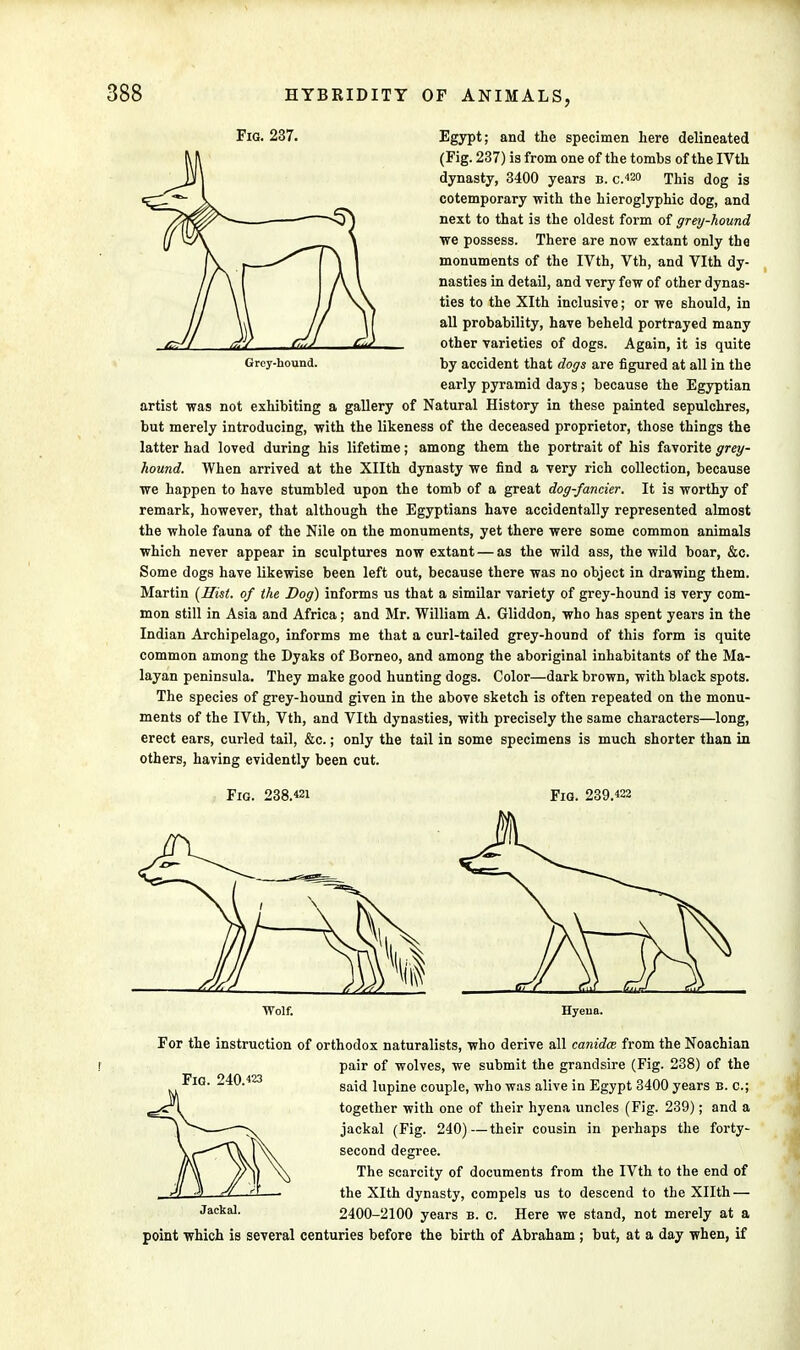 Grey-hound. Fig. 237. Egypt; and the specimen here delineated (Fig. 237) is from one of the tombs of the IVth dynasty, 3400 years b. c.420 This dog is cotemporary -with the hieroglyphic dog, and next to that is the oldest form of grey-hound we possess. There are now extant only the monuments of the IVth, Vth, and Vlth dy- nasties in detail, and very few of other dynas- ties to the Xlth inclusive; or we should, in all probability, have beheld portrayed many other varieties of dogs. Again, it is quite by accident that dogs are figured at all in the early pyramid days; because the Egyptian artist was not exhibiting a gallery of Natural History in these painted sepulchres, but merely introducing, with the likeness of the deceased proprietor, those things the latter had loved during his lifetime; among them the portrait of his favorite grey- hound. When arrived at the Xllth dynasty we find a very rich collection, because we happen to have stumbled upon the tomb of a great dog-fancier. It is worthy of remark, however, that although the Egyptians have accidentally represented almost the whole fauna of the Nile on the monuments, yet there were some common animals which never appear in sculptures now extant — as the wild ass, the wild boar, &c. Some dogs have likewise been left out, because there was no object in drawing them. Martin [Hist, of the Dog) informs us that a similar variety of grey-hound is very com- mon still in Asia and Africa; and Mr. William A. Gliddon, who has spent years in the Indian Archipelago, informs me that a curl-tailed grey-hound of this form is quite common among the Dyaks of Borneo, and among the aboriginal inhabitants of the Ma- layan peninsula. They make good hunting dogs. Color—dark brown, with black spots. The species of grey-hound given in the above sketch is often repeated on the monu- ments of the IVth, Vth, and Vlth dynasties, with precisely the same characters—long, erect ears, curled tail, &c.; only the tail in some specimens is much shorter than in others, having evidently been cut. Fig. 238.«i Fig. 239.«2 Wolf. Hyeua. Fig. 240.423 For the instruction of orthodox naturalists, who derive all canidce from the Noachian pair of wolves, we submit the grandsire (Fig. 238) of the said lupine couple, who was alive in Egypt 3400 years B. c; together with one of their hyena uncles (Fig. 239); and a jackal (Fig. 240)—their cousin in perhaps the forty- second degree. The scarcity of documents from the IVth to the end of the Xlth dynasty, compels us to descend to the Xllth — Jackal- 2400-2100 years b. c. Here we stand, not merely at a point which is several centuries before the birth of Abraham ; but, at a day when, if