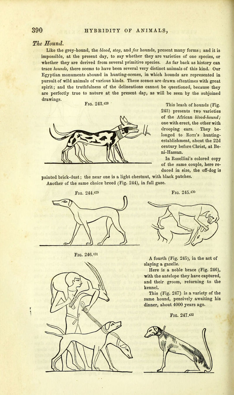 Fia. 243.428 The Hound. Like the grey-hound, the blood, stag, and fox hounds, present many forms; and it is impossible, at the present day, to say whether they are varieties of one species, or ■whether they are derived from several primitive species. As far back as history can trace hounds, there seems to have been several very distinct animals of this kind. Our Egyptian monuments abound in hunting-scenes, in which hounds are represented in pursuit of wild animals of various kinds. These scenes are drawn oftentimes with great spirit; and the truthfulness of the delineations cannot be questioned, because they are perfectly true to nature at the present day, as will be seen by the subjoined drawings. This leash of hounds (Fig. 243) presents two varieties of the African blood-hound; one with erect, the other with drooping ears. They be- longed to Ron's hunting- establishment, about the 22d century before Christ, at Be- ni-Hassan. In Rosellini's colored copy of the same couple, here re- duced in size, the off-dog is painted brick-dust; the near one is a light chestnut, with black patches. Another of the same choice breed (Fig. 244), in full gaze. Fig. 244.«9 Fiq. 245.«o Fig. 246.«i A fourth (Fig. 245), in the act of slaying a gazelle. Here is a noble brace (Fig. 246), with the antelope they have captured, and their groom, returning to the kennel. This (Fig. 247) is a variety of the same hound, pensively awaiting his dinner, about 4000 years ago. Fig. 247.432