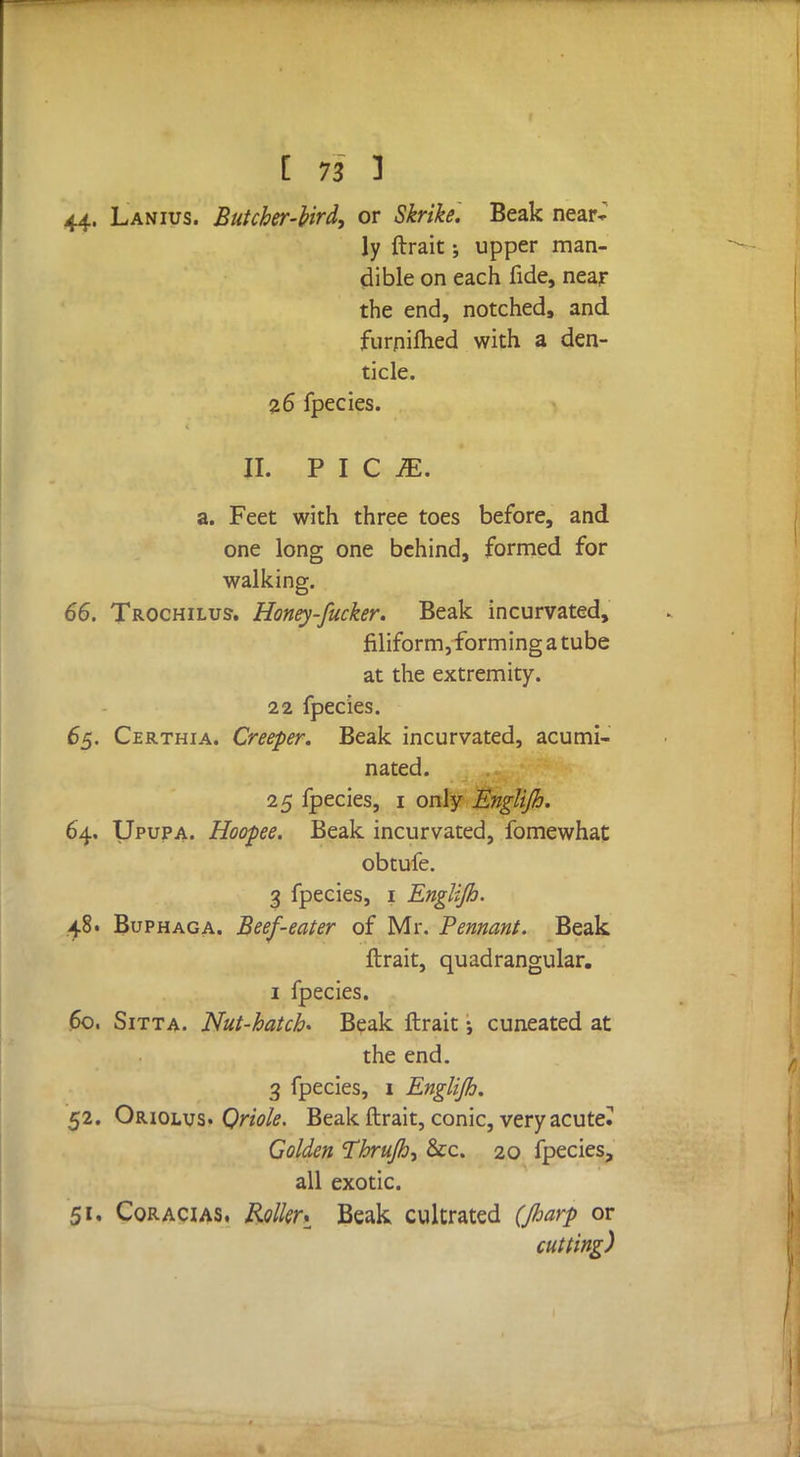 44. Lanius. Butcher-bird, or Skrike. Beak near* ly ftrait j upper man- dible on each fide, near the end, notched, and furniftied with a den- ticle. 26 fpecies. II. PIC IE. a. Feet with three toes before, and one long one behind, formed for walking. 66. Trochilus. Honey-fucker. Beak incurvated, filiform, forming a tube at the extremity. 22 fpecies. 65. Certhia. Creeper. Beak incurvated, acumi- nated. 25 fpecies, 1 only Englijh. 64. Upupa. Hoopee. Beak incurvated, fomewhat obtufe. 3 fpecies, 1 Englijh. 48. Buphaga. Beef-eater of Mr. Pennant. Beak ftrait, quadrangular. 1 fpecies. 60. Sitta. Nut-hatch* Beak ftrait •, cuneated at the end. 3 fpecies, 1 Englijh. 52. Oriolus. Oriole. Beak ftrait, conic, very acute? Golden Thrujhy &:c. 20 fpecies, all exotic. 51. Cqracias. Rollert Beak cultrated (Jharp or cutting)