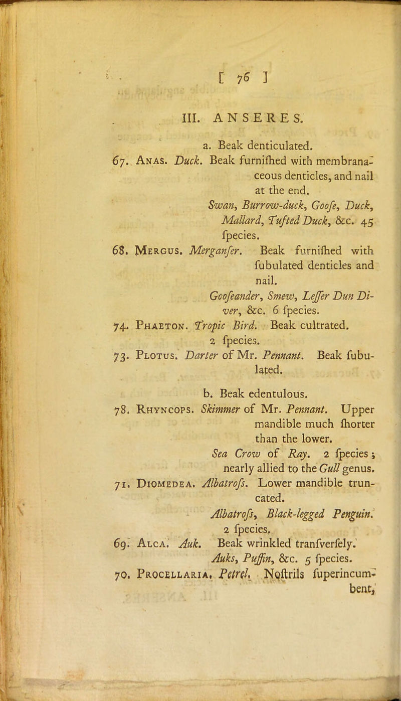 III. AN SERES. a. Beak denticulated. 67. Anas. Duck. Beak furnifhed with membrana- ceous denticles, and nail at the end. Swan, Burrow-duck, Goofe, Duck, Mallard, Tufted Duck, Sec. 45 fpecies. 68. Mergus. Merganfer. Beak furnifhed with Tubulated denticles and nail. Gcofeander, Smew, Leffer Dun Di- ver, &c. 6 fpecies. 74. Phaeton. 'Tropic Bird. Beak cultrated. 2 fpecies. 73. Plotus. Darter of Mr. Pennant. Beak fubu- lated. b. Beak edentulous. 78. Rhyncops. Skimmer of Mr. Pennant. Upper mandible much fhorter than the lower. Sea Crow of Ray. 2 fpecies ; nearly allied to the Gull genus. 71. Diomedea. Albatrofs. Lower mandible trun- cated. Albatrofs, Black-legged Penguin. 2 fpecies, 69. Alca. Auk. Beak wrinkled tranfverfely. Auks, Puffin, &c. 5 fpecies. 70. Prqcellaria, Petrel, Noftrils fuperincum- bent,