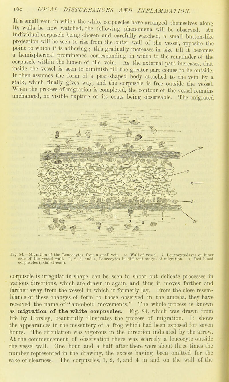 If a small vein in which the white corpuscles have an-anjrecl themselves alonj? its walls be now watched, the following phenomena will be observed. An individual corpuscle being- chosen and carefully watched, a small button-like projection will be seen to rise from the outer wall of the vessel, opposite the point to which it is adhering ; this gradually increases in size till it becomes a hemispherical prominence corresponding in width to the remainder of the corpuscle within the lumen of the vein. As the external part increases, that inside the vessel is seen to diminish till the greater part comes to lie outside. It then assumes the form of a pear-shaped body attached to the vein by a stalk, which finally gives way, and the corpuscle is free outside the vessel. When the process of migration is completed, the contour of the vessel remains unchanged, no visible rupture of its coats being observable. The migrated Fig. 84.—Migration of the Ijeucocyte.s, fi'oin a small vein, v: Wall of vessel. I. Leucocyte-layer on inner side of tlie vessel wall. 1, 2, .S, and 4, Leucocytes in ditlerent stages of migration, s. Red blood cori)uscles (axial stream). corpuscle is irregular in shape, can be seen to shoot out delicate processes in various directions, which are drawn in again, and thus it moves farther and farther away from the vessel in which it formerly lay. From the close resem- blance of these changes of form to those observed in the amoeba, they have received the name of  auKuboid movements. The whole process is kuown as migration of the white corpuscles. Fig. 84, which was drawn from life by Horsley, beautifully illustrates the process of migration. It shows the appearances in the mesentery of a frog which bad been exposed for seven hours. The circulation was vigorous in the direction indicated by the arrow. At the commencement of observation there was scarcely a leucocyte outside the vessel wall. One hour and a half after thei'e were about three times the number represented in the drawing, the excess having been omitted for the