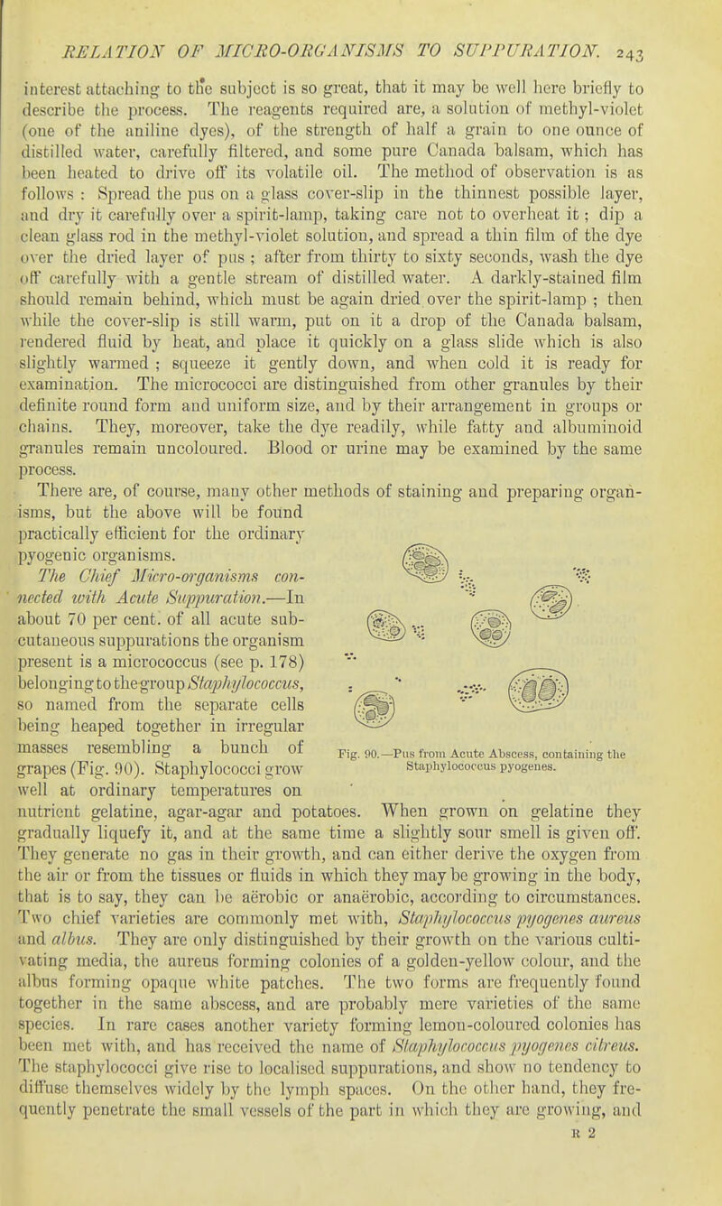 interest attaching to th*e subject is so great, tliat it may be well here briefly to describe the process. The reagents required are, a solution of methyl-violet (one of the aniline dyes), of the strength of half a grain to one ounce of distilled water, carefully filtered, and some pure Canada balsam, which has been heated to drive off its volatile oil. The method of observation is as follows : Spread the pus on a glass cover-slip in the thinnest possible layer, and dry it carefully over a spirit-lamp, taking care not to overheat it; dip a clean glass rod in the methyl-violet solution, and spread a thin film of the dye over the dried layer of pus ; after from thirty to sixty seconds, wash the dye off carefully with a gentle stream of distilled water. A darkly-stained film should remain behind, which must be again dried over the spirit-lamp ; then while the cover-slip is still warm, pub on it a drop of the Canada balsam, i-endered fluid by heat, and place it quickly on a glass slide which is also slightly warmed ; squeeze it gently down, and when cold it is ready for examination. The micrococci are distinguished from other granules by their definite round form and uniform size, and by their arrangement in groups or chains. They, moreover, take the dye readily, while fatty and albuminoid granules remain uncoloured. Blood or urine may be examined by the same process. There are, of course, many other methods of staining and preparing organ- isms, but the above will be found practically efficient for the ordinary pyogenic organisms. The Chief Micro-organisms con- nected loith Acute Supjmration.—In about 70 per cent, of all acute sub- cutaneous suppurations the organism 13resent is a micrococcus (see p. 178) belonging to the group Stapliylococcus, so named from the separate cells being heaped together in irregular masses resembling a bunch of grapes (Fig. 90). Staphylococci grow well at ordinary temperatures on nutrient gelatine, agar-agar and potatoes. When grown on gelatine they gradually liquefy it, and at the same time a sbghtly sour smell is given off'. They generate no gas in their growth, and can either derive the oxygen from the air or from the tissues or fluids in which they maybe growing in the body, that is to say, they can be aerobic or anaerobic, according to circumstances. Two chief varieties are commonly met with, Staphijlococcm pyogenes aureus and albus. They are only distinguished by their growth on the various culti- vating media, the aureus forming colonies of a golden-yellow colour, and the albus forming opaque white patches. The two forms arc frequently found together in the same abscess, and are probably mere varieties of the same species. In rare cases another variety forming lemon-coloured colonies has been met with, and has received the name of Staphylococcus jnjogcncs cUreus. The staphylococci give rise to localised suppurations, and show no tendency to diffuse themselves widely by the lymph spaces. On the other hand, they fre- quently penetrate the small vessels of the part in which they are growing, and K 2
