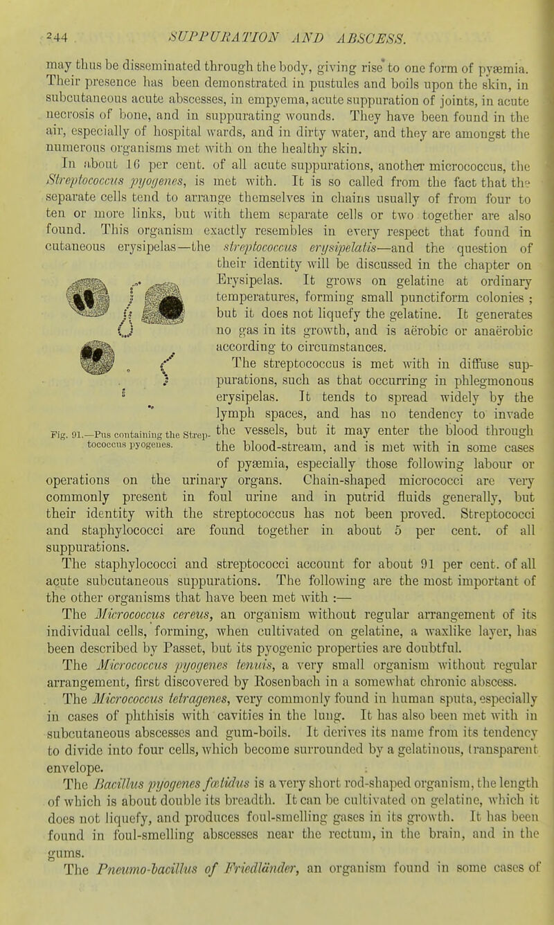may thus be disseminated through the body, giving rise* to one form of pyaemia. Their presence has been demonstrated in pustules and boils upon the skin, in subcutaneous acute abscesses, in empyema, acute suppuration of joints, in acute necrosis of bone, and in suppurating wounds. They have been found in the air, especially of hospital wards, and in dirty water, and they are amongst the numerous organisms met with on the healthy skin. In fi,bout 16 per cent, of all acute suppurations, another micrococcus, the Streptococcus pyogenes, is met with. It is so called from the fact that th-.- separate cells tend to arrange themselves in chains usually of from four to ten or more links, but with them separate cells or two together are also found. This organism exactly resembles in every res^Dect that found in cutaneous erysipelas—the streptococcus erijsipelatis—and the question of their identity will Idb discussed in the chapter on Erysipelas. It grows on gelatine at ordinary temperatures, forming small punctiform colonies ; ^^^^ liquefy the gelatine. It generates O o'^s in its growth, and is aerobic or anaerobic according to circumstances. (' The streptococcus is met with in diflPuse sup- ) purations, such as that occurring in phlegmonous  erysipelas. It tends to spread widely by the lymph spaces, and has no tendency to invade Fig. 91.-PUS containing the strep-the vcsscls, but It may enter the blood through tococcus pyogenes. the blood-strcam, and is met with in some cases of pytemia, especially those following labour or operations on the urinary organs. Chain-shaped micrococci are very commonly present in foul urine and in putrid fluids generally, but their identity with the streptococcus has not been proved. Streptococci and staphylococci are found together in about 5 per cent, of all suppurations. The staphylococci and streptococci account for about 91 per cent, of all acute subcutaneous suppurations. The following are the most important of the other organisms that have been met with :— The Micrococcus cereus, an organism without regular arrangement of its individual cells, forming, when cultivated on gelatine, a waxlike layer, has been described by Passet, but its pyogenic properties are doubtful. The Micrococcus pyogenes tenuis, a very small organism without regular arrangement, first discovered by Rosen bach in a somewhat chronic abscess. The Micrococcus tetragcnes, very commonly found in human sputa, especially in cases of phthisis with cavities in the lung. It has also been met with in subcutaneous abscesses and gum-boils. It derives its name from its tendency to divide into four cells, which become surrounded by a gelatinous, Iransparcnt envelope. The Bacillus pyogenes fcctidus is a very short rod-shaped organism, the length of which is about double its breadth. It can be cultivated on gelatine, Avhich it docs not liquefy, and produces foul-smelling gases in its growth. It has been found in foul-smelling abscesses near the rectum, in the brain, and in the gums. The Pneumo-lacillus of Friedldndcr, an organism found in some cases of
