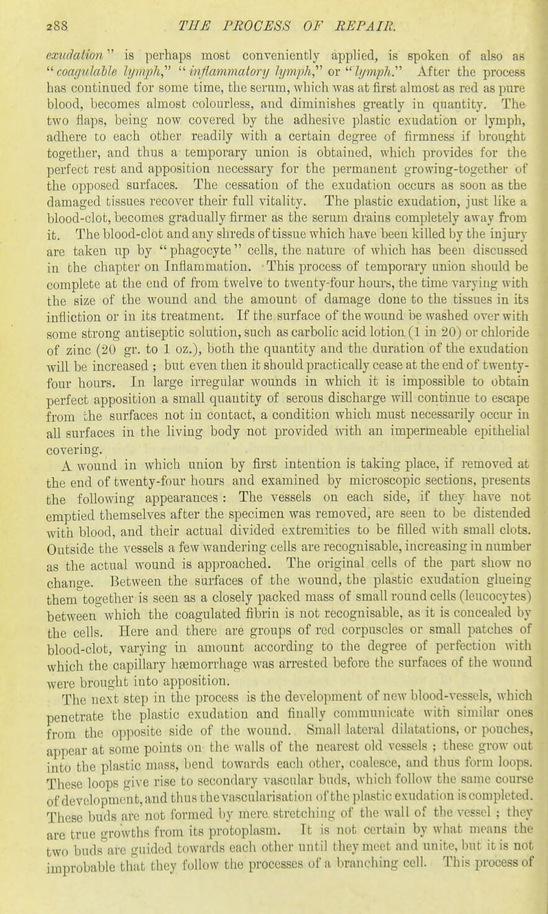 exudation is perhaps most conveniently applied, is spoken of also as  coagulable li/mph,' ^^ inflammatory lymph,''^ ov  lymplir After the process has continued for some time, the serum, which was at first almost as red as pure blood, becomes almost colourless, and diminishes greatly in quantity. The two flaps, being now. covered by the adhesive plastic exudation or lymph, adliere to each other readily with a certain degree of firmness if brought together, and thus a temporary union is obtained, which provides for the perfect rest and apposition necessary for the permanent growing-together of the opposed surfaces. The cessation of the exudation occurs as soon as the damaged tissues recover their full vitality. The plastic exudation, just like a blood-clot, becomes gradually firmer as the serum drains completely away fi-om it. The blood-clot and any shreds of tissue which have been killed by the injury are taken up by phagocyte cells, the nature of which has been discussed in the chapter on Inflammation. This process of temporary union should be complete at the end of from twelve to twenty-four hours, the time varying with the size of the wound and the amount of damage done to the tissues in its infliction or in its treatment. If the surface of the wound be washed over with some strong antiseptic solution, such as carbolic acid lotion (1 in 20) or chloride of zinc (20 gr. to 1 oz.), both the quantity and the duration of the exudation will be increased ; but even then it should practically cease at the end of twenty- four hours. In large irregular wounds in which it is impossible to obtain perfect apposition a small quantity of serous discharge will continue to escape from the surfaces not in contact, a condition which must necessarily occur in all surfaces in the living body not provided ^vith an imjDermeable epithelial covering. A wound in which union by first intention is taking place, if removed at the end of twenty-four hours and examined by microscopic sections, presents the following appearances : The vessels on each side, if they have not emptied themselves after the specimen was removed, are seen to be distended with blood, and their actual divided extremities to be filled with small clot-s. Outside the vessels a few wandering cells are recognisable, increasing in number as the actual wound is approached. The original cells of the part show no change. Between the surfaces of the wound, the plastic exudation glueing them together is seen as a closely packed mass of small round cells (leucocytes) between which the coagulated fibrin is not recognisable, as it is concealed by the cells. Here and there are groups of red corpuscles or small patches of blood-clot, varying in amount according to the degree of perfection with which the capillary htemorrhage was arrested before the surfaces of the wound were brought into apposition. The next step in the process is the development of new blood-vessels, which penetrate the plastic exudation and finally communicate with similar ones from the op]Wsite side of the wound. Small lateral dilatations, or pouches, appear at some points on the walls of the nearest old vessels ; these grow out into the plastic mass, bend towards each other, coalesce, and thus form loops. These loops give rise to secondary vascular buds, which follow the same couree of development, and thus thevascularisation of the plastic exudation iscomplcted. These buds are not formed by mere stretching of the wall of the vessel ; they are true growths from its protoplasm. It is not certain by what means the two buds\ve guided towards each other until they meet and unite, but it is not improbable that they follow the processes of a branching cell. This process of