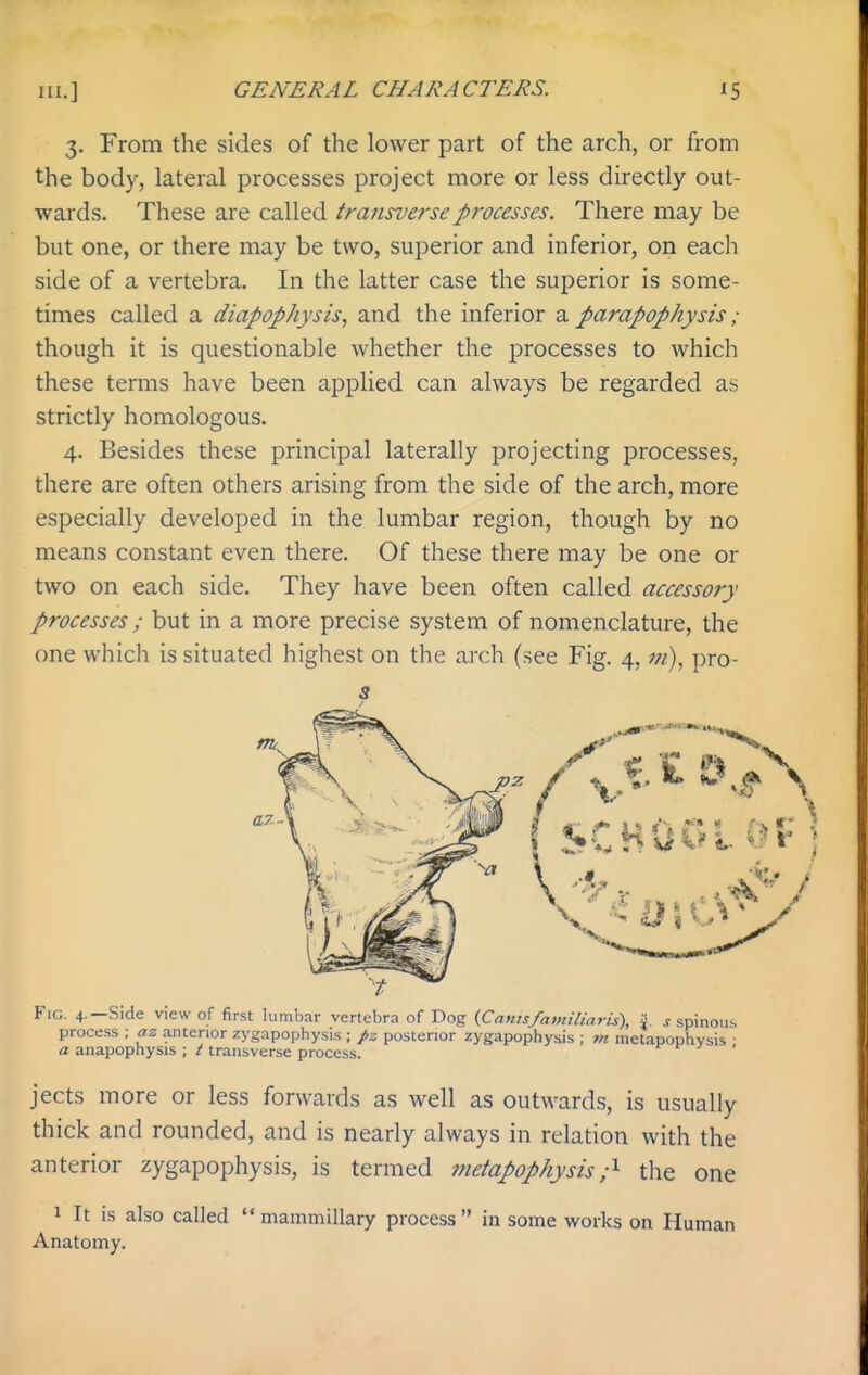 3. From the sides of the lower part of the arch, or from the body, lateral processes project more or less directly out- wards. These are called transverse processes. There may be but one, or there may be two, superior and inferior, on each side of a vertebra. In the latter case the superior is some- times called a diapophysis, and the inferior a parapophysis; though it is questionable whether the processes to which these terms have been applied can always be regarded as strictly homologous. 4. Besides these principal laterally projecting processes, there are often others arising from the side of the arch, more especially developed in the lumbar region, though by no means constant even there. Of these there may be one or two on each side. They have been often called accessory processes; but in a more precise system of nomenclature, the one which is situated highest on the arch (see Fig. 4, m), pro- s \ • • - . a'' ' Fig. 4.—Side view of first lumbar vertebra of Dog (Cnntsfamiliaris), J i spinous process ; az anterior zygapophysis ; pz posterior zygapophysis ; m metapophvsis ■ a anapophysis ; / transverse process. <r r i jects more or less forwards as well as outwards, is usually thick and rounded, and is nearly always in relation with the anterior zygapophysis, is termed vietapophysis;^ the one 1 It is also called  mammillary process in some works on Human Anatomy.