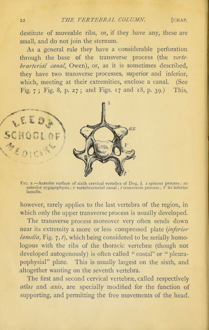 destitute of moveable ribs, or, if they have any, these are small, and do not join the sternum. As a general rule they have a considerable perforation through the base of the transverse process (the vcrte- brarterial canal, Owen), or, as it is sometimes described, they have two transverse processes, superior and inferior, which, meeting at their extremities, enclose a canal. (See Fig. 7 ; Fig. 8, p. 27 ; and Figs. 17 and 18, p. 39.) This, Fig. 7.—Anterior surface of sixth cervical vertebra of Dog, %. s spinous process ; az anterior zygapophysis ; v vertebrarterial canal ; t transverse process ; t' its inferior lamella. however, rarely applies to the last vertebra of the region, in which only the upper transverse process is usually developed. The transverse process moreover very often sends down near its extremity a more or less compressed plate {inferior lamella, Fig. 7, /), which being considered to be serially homo- logous with the ribs of the thoracic vertebrte (though not developed autogenously) is often called  costal or  pleura- pophysial plate. This is usually largest on the sixth, and altogether wanting on the seventh vertebra. The first and second cervical vertebrae, called respectively atlas and axis, are specially modified for the function of supporting, and permitting the free movements of the head.