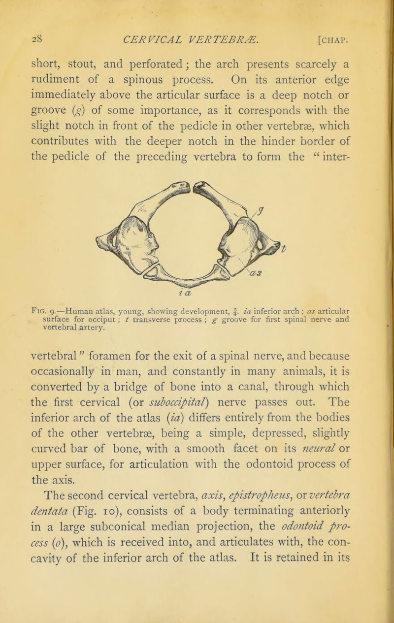 short, stout, and perforated; the arch presents scarcely a rudiment of a spinous process. On its anterior edge immediately above the articular surface is a deep notch or groove {g) of some importance, as it corresponds with the slight notch in front of the pedicle in other vertebras, which contributes with the deeper notch in the hinder border of the pedicle of the preceding vertebra to form the  inter- FiG. g.—Human atlas, young, showing development, J. ia inferior arch ; as articular surface for occiput ; t transverse process ; g groove for first spinal nerve and vertebral artery. vertebral foramen for the exit of a spinal nerve, and because occasionally in man, and constantly in many animals, it is converted by a bridge of bone into a canal, through which the first cervical (or suboccipital) nerve passes out. The inferior arch of the atlas {ia) differs entirely from the bodies of the other vertebrae, being a simple, depressed, slightly curved bar of bone, with a smooth facet on its neural or upper surface, for articulation with the odontoid process of the axis. The second cervical vertebra, axis, epistropheus, or vertebra dentata (Fig. lo), consists of a body terminating anteriorly in a large subconical median projection, the odontoid pro- cess {o), which is received into, and articulates with, the con- cavity of the inferior arch of the atlas. It is retained in its