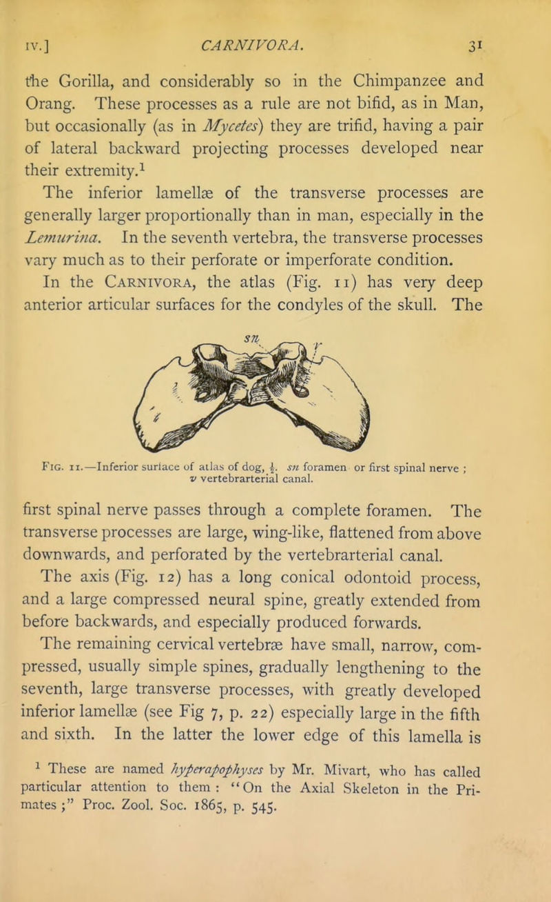 Ae Gorilla, and considerably so in the Chimpanzee and Orang. These processes as a rule are not bifid, as in Man, but occasionally (as in Alycetes) they are trifid, having a pair of lateral backward projecting processes developed near their extremity.^ The inferior lamellae of the transverse processes are generally larger proportionally than in man, especially in the Lemurina. In the seventh vertebra, the transverse processes vary much as to their perforate or imperforate condition. In the Carnivora, the atlas (Fig. 11) has very deep anterior articular surfaces for the condyles of the skull. The Fig. II.—Inferior surlace of alias of dog, \. sn foramen or first spinal nerve ; V vertebrarterial canal. first spinal nerve passes through a complete foramen. The transverse processes are large, wing-like, flattened from above downwards, and perforated by the vertebrarterial canal. The axis (Fig, 12) has a long conical odontoid process, and a large compressed neural spine, greatly extended from before backwards, and especially produced forwards. The remaining cervical vertebrae have small, narrow, com- pressed, usually simple spines, gradually lengthening to the seventh, large transverse processes, with greatly developed inferior lamellae (see Fig 7, p. 22) especially large in the fifth and sixth. In the latter the lower edge of this lamella is ^ These are named hypa-apophyses by Mr. Mivart, who has called particular attention to them: On the Axial Skeleton in the Pri- mates ; Proc. Zool. Soc. 1865, p. 545.