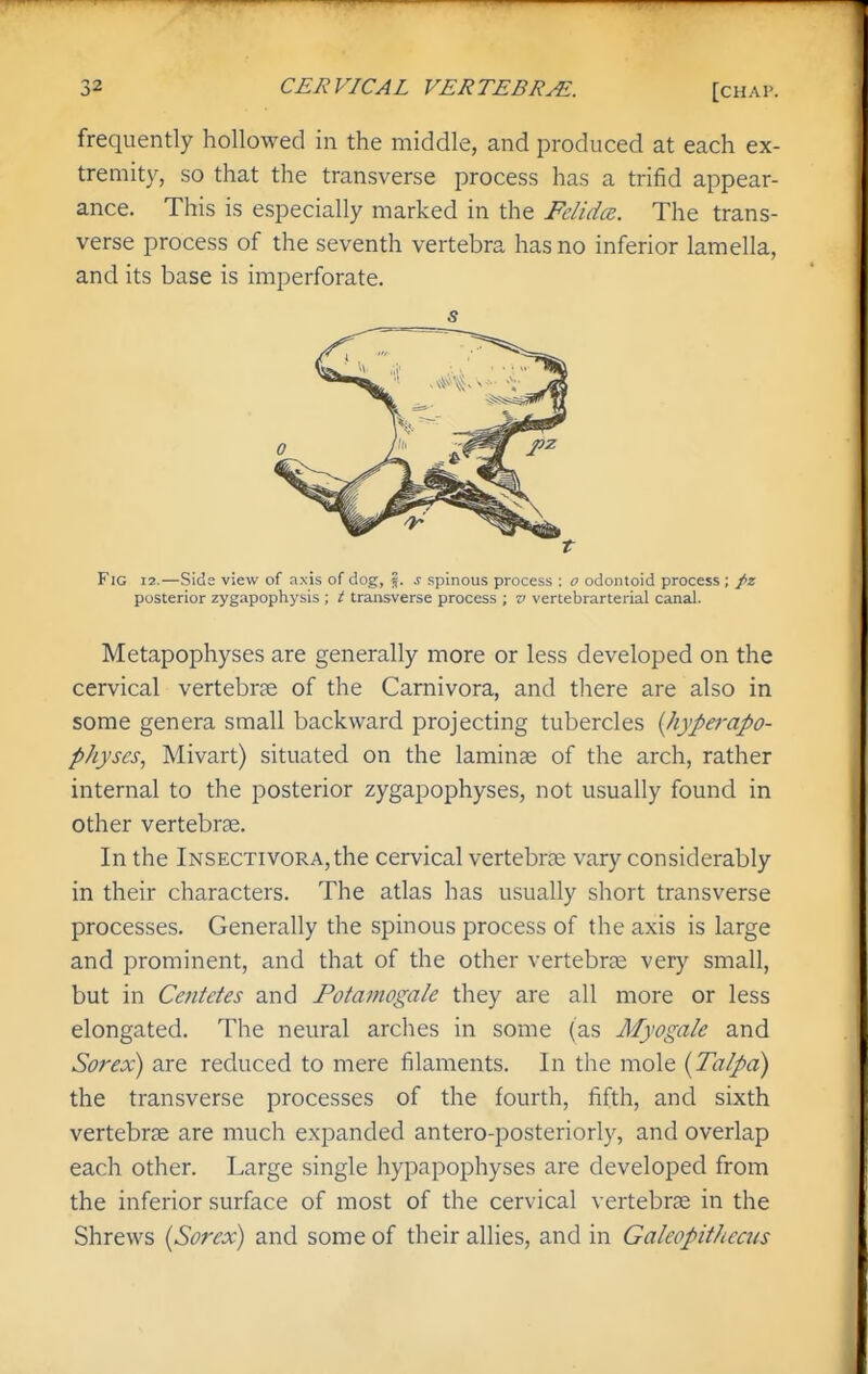 frequently hollowed in the middle, and produced at each ex- tremity, so that the transverse process has a trifid appear- ance. This is especially marked in the Felidoi. The trans- verse process of the seventh vertebra has no inferior lamella, and its base is imperforate. s t Fig 12.—Side view of axis of dog, j. s spinous process : o odontoid process; pz posterior zygapophysis ; t transverse process ; v vertebrarterial canal. Metapophyses are generally more or less developed on the cervical vertebrte of the Carnivora, and there are also in some genera small backward projecting tubercles (liyperapo- physes, Mivart) situated on the laminae of the arch, rather internal to the posterior zygapophyses, not usually found in other vertebrae. In the lNSECTivoRA,the cervical vertebrae vary considerably in their characters. The atlas has usually short transverse processes. Generally the spinous process of the axis is large and prominent, and that of the other vertebrae very small, but in Centetes and Potamogale they are all more or less elongated. The neural arches in some (as Myogale and Sorex) are reduced to mere filaments. In the mole {Talpd) the transverse processes of the fourth, fifth, and sixth vertebrae are much expanded antero-posteriorly, and overlap each other. Large single hypapophyses are develojDed from the inferior surface of most of the cervical vertebras in the Shrews {Sorex) and some of their allies, and in Galeopithems