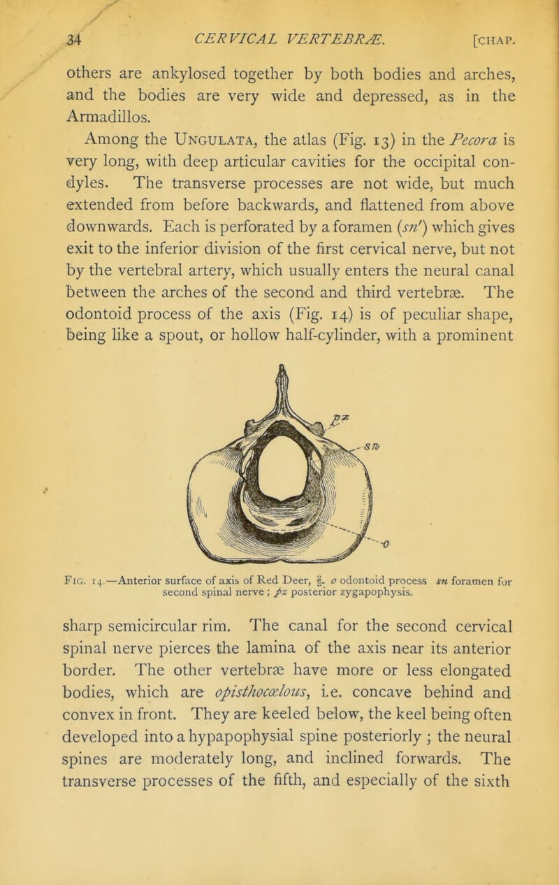 others are ankylosed together by both bodies and arches, and the bodies are very wide and depressed, as in the Armadillos. Among the Ungulata, the atlas (Fig. 13) in the Pecora is very long, with deep articular cavities for the occipital con- dyles. The transverse processes are not wide, but much extended from before backwards, and flattened from above downwards. Each is perforated by a foramen {s7i') which gives exit to the inferior division of the first cervical nerve, but not by the vertebral artery, which usually enters the neural canal between the arches of the second and third vertebras. The odontoid process of the axis (Fig. 14) is of peculiar shape, being like a spout, or hollow half-cylinder, with a prominent Fig. 14.—Anterior surface of axis of Red Deer, 5. o odontoid process sn foramen for second spinal nerve; posterior zygapophysis. sharp semicircular rim. The canal for the second cervical spinal nerve pierces the lamina of the axis near its anterior border. The other vertebrae have more or less elongated bodies, which are opisthocxlous, i.e. concave behind and convex in front. They are keeled below, the keel being often developed into a hypapophysial spine posteriorly ; the neural spines are moderately long, and inclined forwards. The transverse processes of the fifth, and especially of the sixth