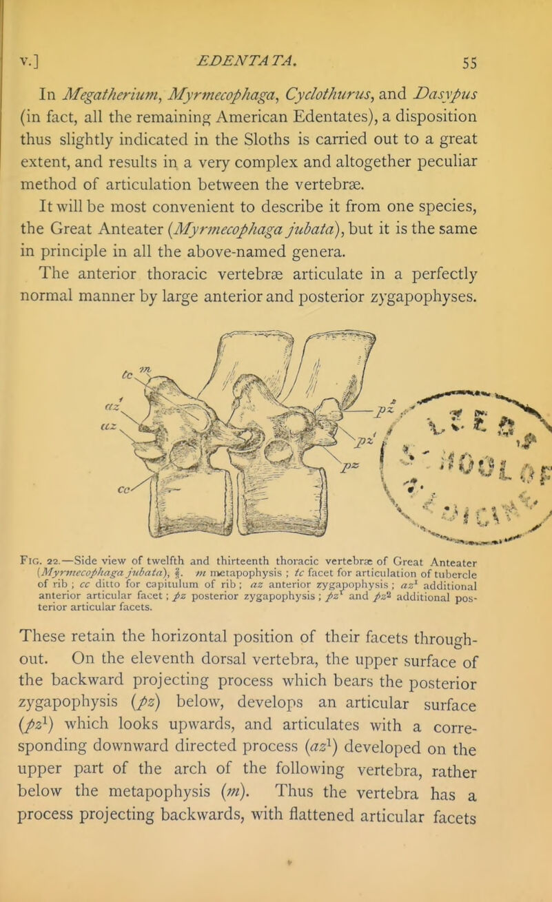 In Megatherium, Myrmecophaga, CydotJmrus, and Dasypus (in fact, all the remaining American Edentates), a disposition thus slightly indicated in the Sloths is carried out to a great extent, and results in a very complex and altogether peculiar method of articulation between the vertebrae. It will be most convenient to describe it from one species, the Great Anteater {Myrmecophaga Jubaia), but it is the same in principle in all the above-named genera. The anterior thoracic vertebras articulate in a perfectly normal manner by large anterior and posterior zygapophyses. of rib ; cc ditto for capitulum of rib ; az anterior rygapophysis ; ar' additional anterior articular facet ; posterior zygapophysis ; Jiz and pz^ additional pos- terior articular facets. These retain the horizontal position of their facets through- out. On the eleventh dorsal vertebra, the upper surface of the backward projecting process which bears the posterior zygapophysis {pz) below, develops an articular surface {pz^) which looks upwards, and articulates with a corre- sponding downward directed process {az^) developed on the upper part of the arch of the following vertebra, rather below the metapophysis (;«). Thus the vertebra has a process projecting backwards, with flattened articular facets