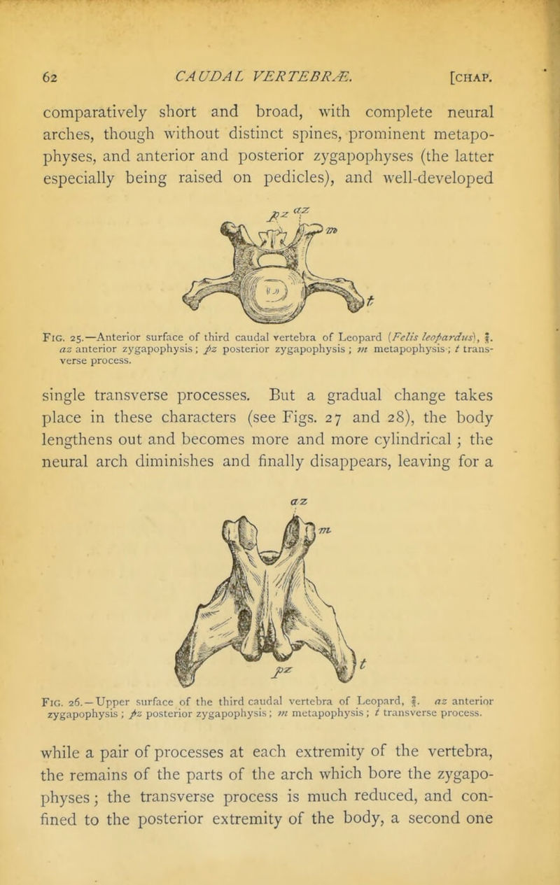 comparatively short and broad, with complete neural arches, though without distinct spines, prominent metapo- physes, and anterior and posterior zygapophyses (the latter especially being raised on pedicles), and well-developed Fig. 25.—Anterior surface of third caudal vertebra of Leopard [Fclis leopardus^, \. az anterior zygapophysis; J>z posterior zygapophysis ; m nietapophysis-; t trans- verse process. single transverse processes. But a gradual change takes place in these characters (see Figs. 27 and 28), the body lengthens out and becomes more and more cylindrical ; the neural arch diminishes and finally disappears, leaving for a az, Fig. 26. —Upper surface of the third caudal vertebra of Leopard, \. az anterior zygapophysis ; ^z posterior zygapophysis; m metapophysis; t transverse process. while a pair of processes at each extremity of the vertebra, the remains of the parts of the arch which bore the zygapo- physes ; the transverse process is much reduced, and con- fined to the posterior extremity of the body, a second one