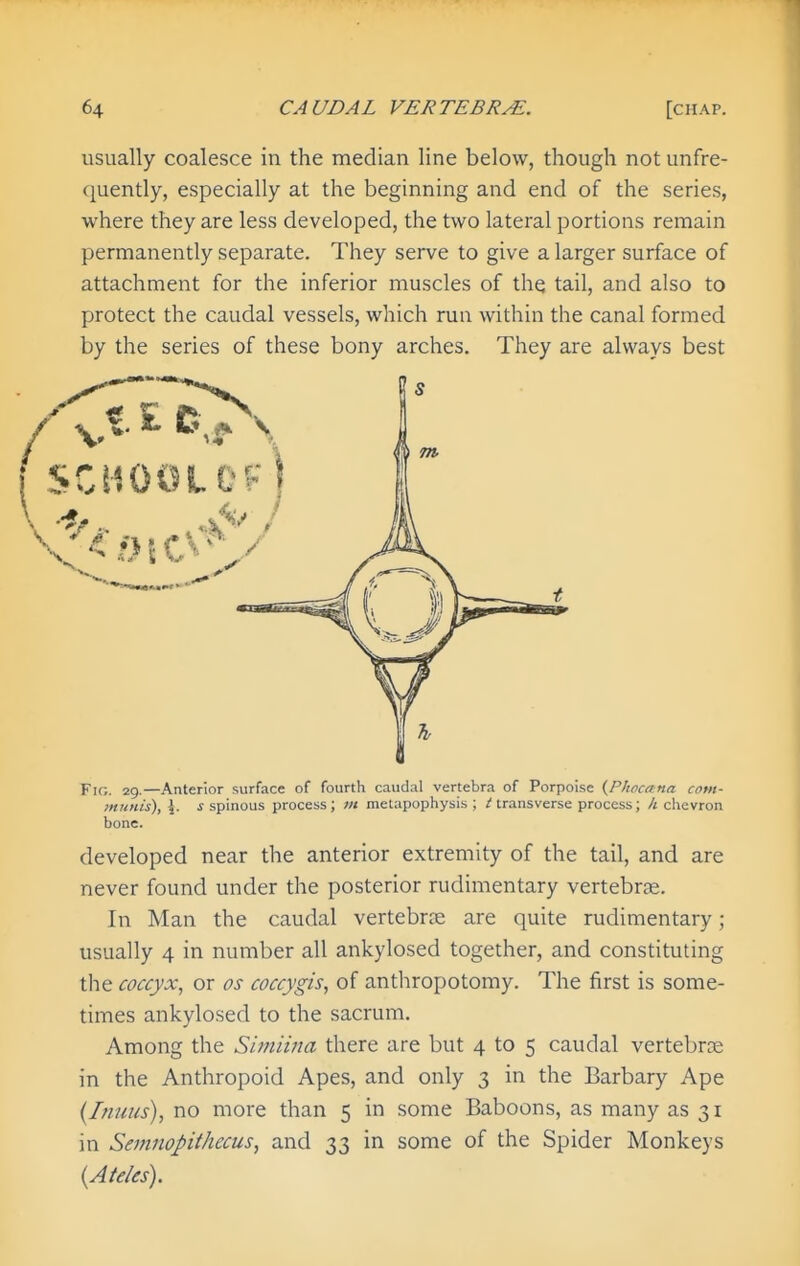 usually coalesce in the median line below, though not unfre- quently, especially at the beginning and end of the series, where they are less developed, the two lateral portions remain permanently separate. They serve to give a larger surface of attachment for the inferior muscles of the tail, and also to protect the caudal vessels, which run within the canal formed by the series of these bony arches. They are always best Fig. 29.—Anterior surface of fourth caudal vertebra of Porpoise {Phocana com- munis), \. s spinous process; m metapophysis ; / transverse process; h chevron bone. developed near the anterior extremity of the tail, and are never found under the posterior rudimentary vertebrae. In Man the caudal vertebroe are quite rudimentary; usually 4 in number all ankylosed together, and constituting the coccyx, or os coccygis, of anthropotomy. The first is some- times ankylosed to the sacrum. Among the Simiina there are but 4 to 5 caudal vertebrae in the Anthropoid Apes, and only 3 in the Barbary Ape {Inutis), no more than 5 in some Baboons, as many as 31 in Semiiopithecus, and 33 in some of the Spider Monkeys {Ateles).