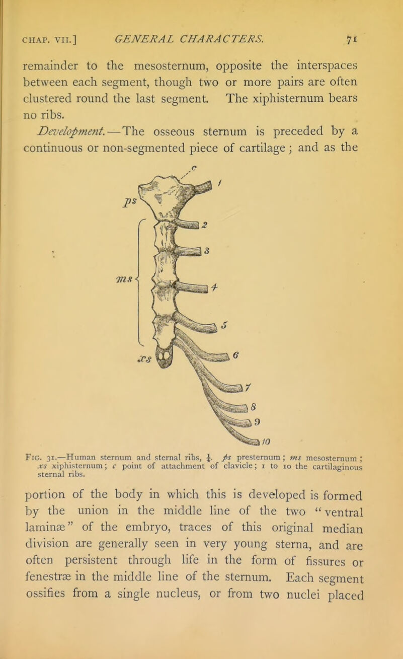 CHAP. VII.] GENERAL CHARACTERS. remainder to the mesosternum, opposite the interspaces between each segment, though two or more pairs are often clustered round the last segment. The xiphisternum bears no ribs. Da'elopment.—The osseous sternum is preceded by a continuous or non-segmented piece of cartilage; and as the c Fig. 31.—Human stermim and sternal ribs, \. />s presternum ; tns mesosternum ; .xs xiphisternum; c point of attachment of clavicle; i to lo the cartilaginous sternal ribs. portion of the body in which this is developed is formed by the union in the middle line of the two  ventral laminae of the embryo, traces of this original median division are generally seen in very young sterna, and are often persistent through life in the form of fissures or fenestrae in the middle line of the sternum. Each segment ossifies from a single nucleus, or from two nuclei placed