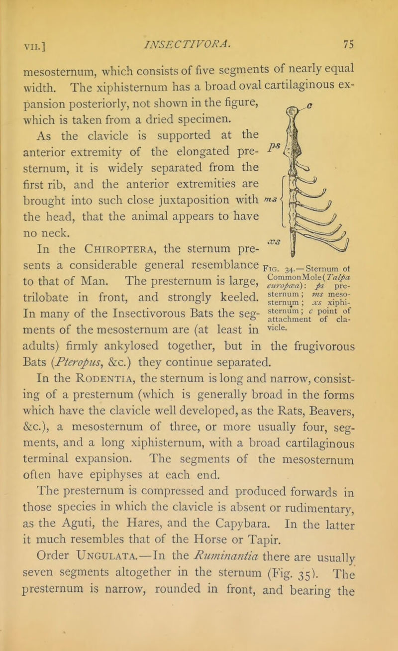 mesostemum, which consists of five segments of nearly equal width. The xiphisternum has a broad oval cartilaginous ex- pansion posteriorly, not shown in the figure, which is taken from a dried specimen. As the clavicle is supported at the anterior extremity of the elongated pre- sternum, it is widely separated from the first rib, and the anterior extremities are brought into such close juxtaposition with 'ns' the head, that the animal appears to have no neck. In the Chiroptera, the sternum pre- sents a considerable general resemblance p,,- 3^ . to that of Man. The presternum is large, trilobate in front, and strongly keeled. In many of the Insectivorous Bats the seg- ments of the mesosternum are (at least in adults) firmly ankylosed together, but in the frugivorous Bats {Pteropus, &c.) they continue separated. In the RoDENTiA, the sternum is long and narrow, consist- ing of a presternum (which is generally broad in the forms which have the clavicle well developed, as the Rats, Beavers, &c.), a mesosternum of three, or more usually four, seg- ments, and a long xiphisternum, with a broad cartilaginous terminal expansion. The segments of the mesosternum often have epiphyses at each end. The presternum is compressed and produced forwards in those species in which the clavicle is absent or rudimentary, as the Aguti, the Hares, and the Capybara. In the latter it much resembles that of the Horse or Tapir. Order Ungulata.—In the Ruiniiiantia there are usually seven segments altogether in the sternum (Fig. 35). The presternum is narrow, rounded in front, and bearing the -Sternum ot CommonMole(7rt^« ettrofia-a): ps pre- sternum; ms meso- sternum ; jcs xiphi- sternum ; c point of attachment of cla- vicle.