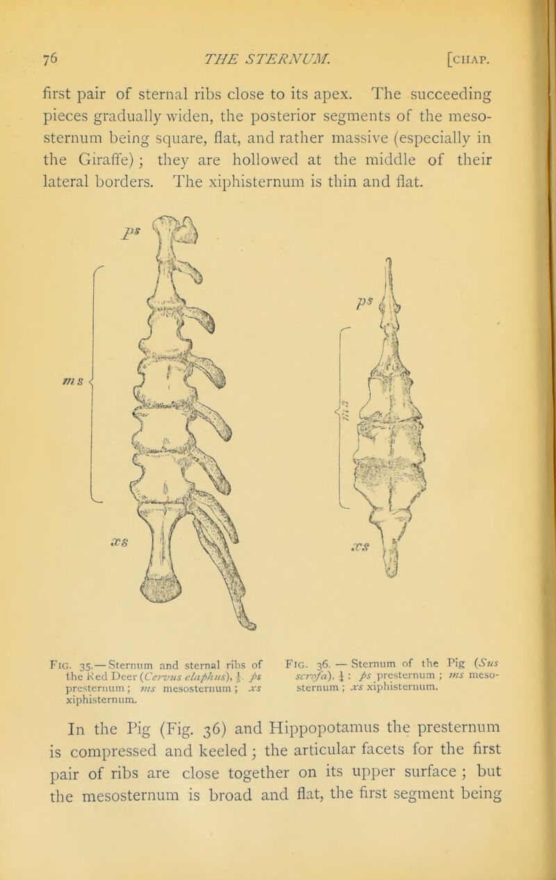 first pair of sternal ribs close to its apex. The succeeding pieces gradually widen, the posterior segments of the meso- sternum being square, flat, and rather massive (especially in the Giraffe); they are hollowed at the middle of their lateral borders. The xiphisternum is thin and flat. Fig. 35.— Sternum and sternal ribs of the Ked Deer (CV;i/«i c-la/>hiis), J J>s prestenmm; tiis mesosternum ; xs xiphisternum. Fig. 36. — Sternum of the Pig {Sus scr^/h). J : />s presternum ; meso- sternum ; xs xiphisternum. In the Pig (Fig. 36) and Hippopotamus the presternum is compressed and keeled; the articular facets for the first pair of ribs are close together on its upper surface ; but the mesosternum is broad and flat, the first segment being