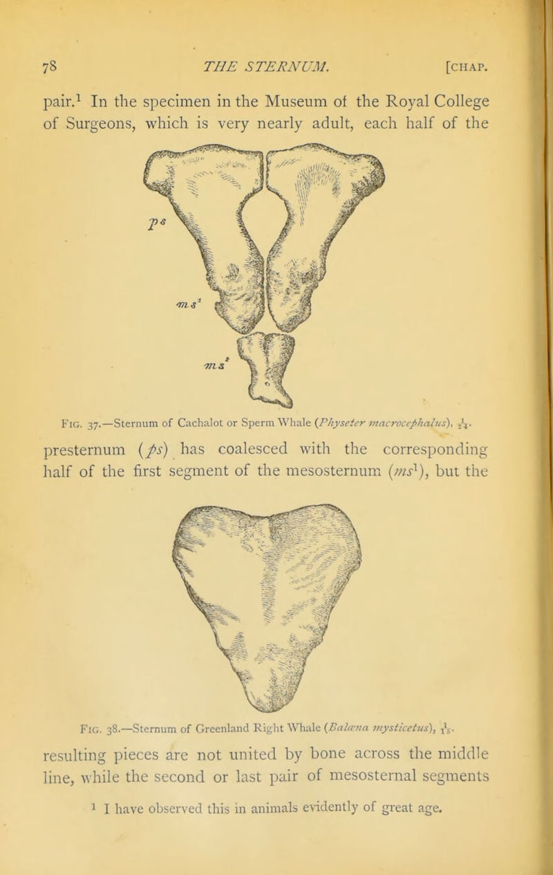 pair.^ In the specimen in the Museum of the Royal College of Surgeons, which is very nearly adult, each half of the Fig. 37.—Sternum of Cachalot or Sperm Whale (Pliysctcr iimcrociphahis), Jj. presternum {J>s) has coalesced with the corresponding half of the first segment of the mesosternum (ms^), but the Fig. 38.—Sternum of Greenland Right \Vhale {Bala-iin mysticeUis), ,'5. resulting pieces are not united by bone across the middle line, while the second or last pair of mesosternal segments 1 I have observed this in animals evidently of great age.