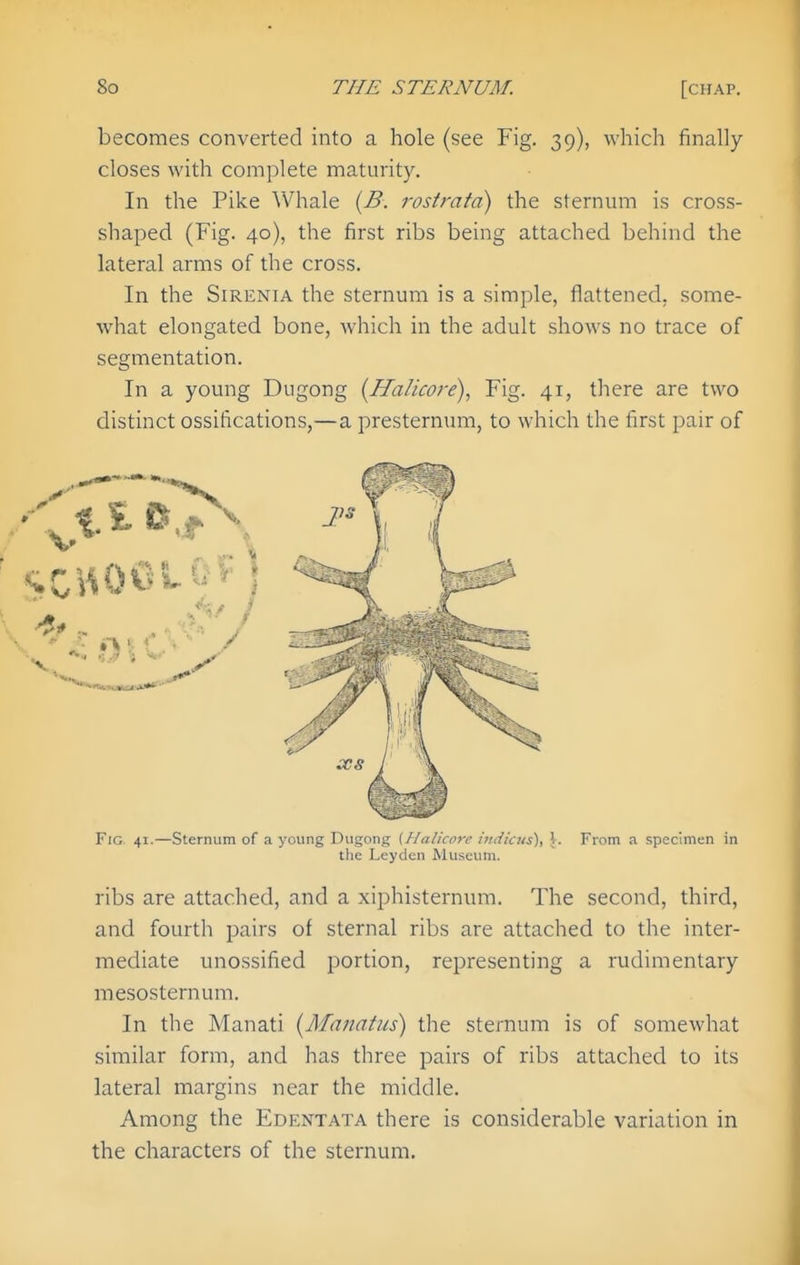 becomes converted into a hole (see Fig. 39), which finally closes with complete maturity. In the Pike Whale {B. rostratd) the sternum is cross- shaped (Fig. 40), the first ribs being attached behind the lateral arms of the cross. In the SiRENiA the sternum is a simple, flattened, some- what elongated bone, which in the adult shows no trace of segmentation. In a young Dugong {Halicore), Fig. 41, there are two distinct ossifications,—a presternum, to which the first pair of Fig 41.—Sternum of a young Dugong {flalicorc indicus), \. From a specimen in the Leyden Museum. ribs are attached, and a xiphisternum. The second, third, and fourth pairs of sternal ribs are attached to the inter- mediate unossified portion, representing a rudimentary mesosternum. In the Manati [Ma?7atiis) the sternum is of somewhat similar form, and has three pairs of ribs attached to its lateral margins near the middle. Among the Edentata there is considerable variation in the characters of the sternum.