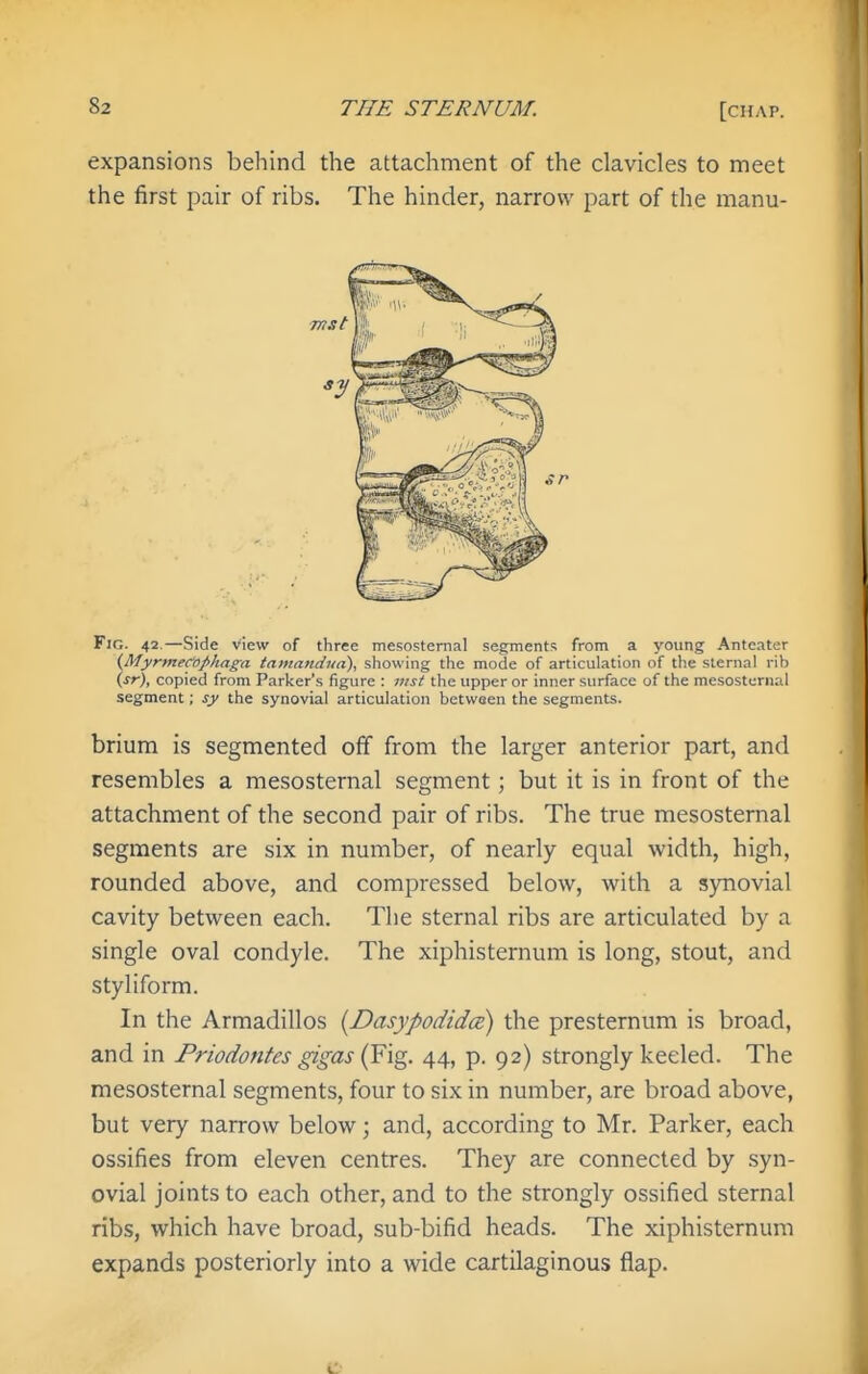 expansions behind the attachment of the clavicles to meet the first pair of ribs. The hinder, narrow part of the manu- FiG. 42.—Side View of three mesosternal segments from a young Anteater {Myrmero/ihaga tamandita), showing the mode of articulation of the sternal rib (.sr), copied from Parker's figure : uist the upper or inner surface of the mesosternal segment; sy the synovial articulation between the segments. brium is segmented off from the larger anterior part, and resembles a mesosternal segment; but it is in front of the attachment of the second pair of ribs. The true mesosternal segments are six in number, of nearly equal width, high, rounded above, and compressed below, with a synovial cavity between each. The sternal ribs are articulated by a single oval condyle. The xiphisternum is long, stout, and styliform. In the Armadillos {Dasypodida:) the presternum is broad, and in Priodontes gigas (Fig. 44, p. 92) strongly keeled. The mesosternal segments, four to six in number, are broad above, but very narrow below; and, according to Mr. Parker, each ossifies from eleven centres. They are connected by syn- ovial joints to each other, and to the strongly ossified sternal ribs, which have broad, sub-bifid heads. The xiphisternum expands posteriorly into a wide cartilaginous flap.