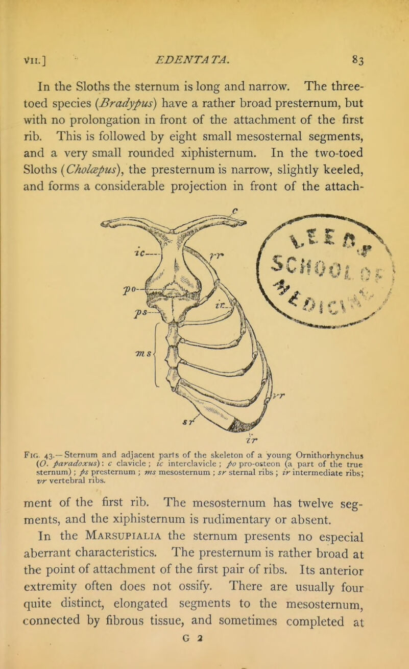 In the Sloths the sternum is long and narrow. The three- toed species {Bradypus) have a rather broad presternum, but with no prolongation in front of the attachment of the first rib. This is followed by eight small mesostemal segments, and a very small rounded xiphistemum. In the two-toed Sloths {Cholcepus), the presternum is narrow, slightly keeled, and forms a considerable projection in front of the attach- ir Fig. 43.—Sternum and adjacent parts of the skeleton of a young Ornithorhynchus (O. paradoxus): c clavicle ; ic interclavicic ; /o pro-osteon (a part of the true sternum); ps presternum ; ms mesostemum ; sr sternal ribs ; ir intermediate ribs; vr vertebral ribs. ment of the first rib. The mesosternum has twelve seg- ments, and the xiphisternum is rudimentary or absent. In the Marsupialia the sternum presents no especial aberrant characteristics. The presternum is rather broad at the point of attachment of the first pair of ribs. Its anterior extremity often does not ossify. There are usually four quite distinct, elongated segments to the mesostemum, connected by fibrous tissue, and sometimes completed at G a