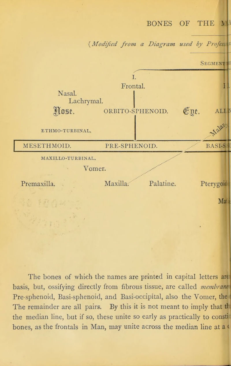 BONES OF THE IV {^Modified from a Diagram used by Profesi Segmen: I. Frontal. Nasal. I Lachrymal. I Jt0SC. ORBITO-SPHENOID. (^J)t. ALI ETHMO-TURBINAL. MESETHMOID. PRE-SPHENOID. .. EASI-S: MAXILLO-TURBINAL. Vomer. Premaxilla. Maxilla;' Palatine. Pter}'gou The bones of which the names are printed in capital letters art basis, but, ossifying directly from fibrous tissue, are called memhrant Pre-sphenoid, Basi-sphenoid, and Basi-occipital, also the Vomer, the The remainder are all pairs. By this it is not meant to imply that tf the median line, but if so, these unite so early as practically to consti' bones, as the frontals in Man, may unite across the median line at a (