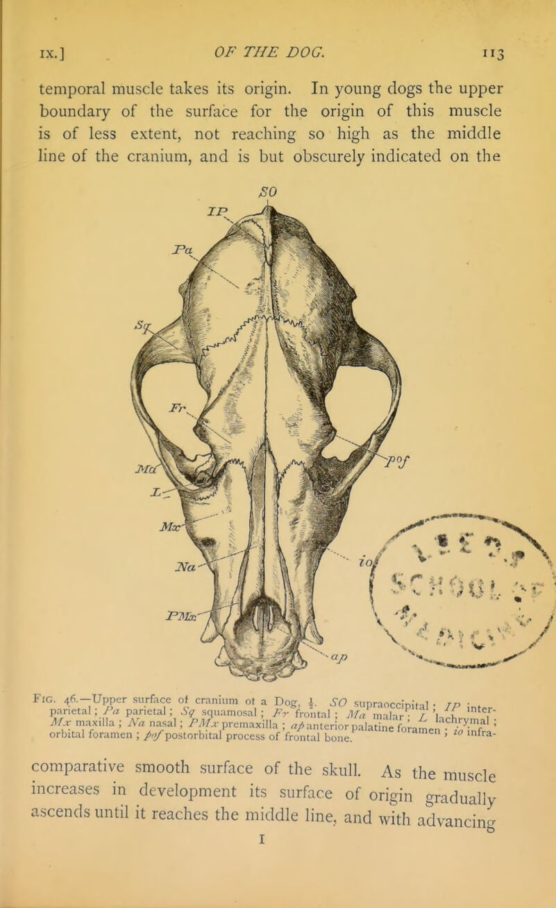 temporal muscle takes its origin. In young clogs the upper boundary of the surface for the origin of this muscle is of less extent, not reaching so high as the middle line of the cranium, and is but obscurely indicated on the ^ •« C > Fig. 46—-Upper .surface of cranium oi a Dog, \. SO supraoccipital • IP int.. parietal ; Pa panetal; squamo.sal ; Fr frontal ; Ma malar ■ ' '■ ■ ^/.r maxilla ; A'rt nasal; /'M.rpremaxilla ; ^r/anterior palatine fnram»„ . • • r orbital foramen : A;/-DO.storbital nrnr.« of V./„^,l ^,^'',^P^'a<:'oramen ; 10 infra- ct' ; L lachrymal ; comparative smooth surface of the skull. As the muscle increases in development its surface of origin gradually a.scends until it reaches the middle line, and with advancin- to