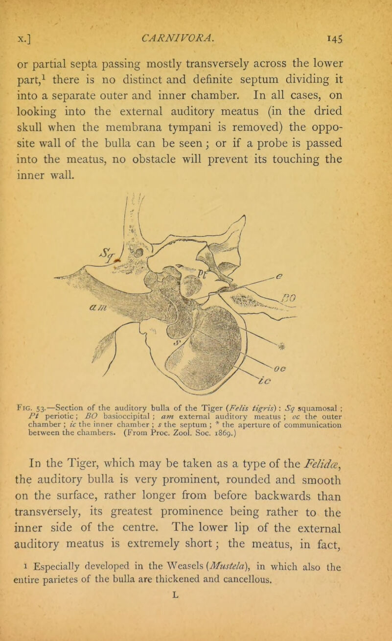 or partial septa passing mostly transversely across the lower part,^ there is no distinct and definite septum dividing it into a separate outer and inner chamber. In all cases, on looking into the external auditory meatus (in the dried skull when the membrana tympani is removed) the oppo- site wall of the bulla can be seen; or if a probe is passed into the meatus, no obstacle will prevent its touching the inner wall. Fig. 53.—Section of the auditory bulla of the Tiger (Felis iigris) : Sq squamosal ; Pt periotic; BO basioccipital ; am external auditory meatus ; oc the outer chamber ; ic the inner chamber ; j the septum ; * the aperture of communication between the chambers. (From Proc. Zool. Soc. 1869.) In the Tiger, which may be taken as a type of the Felidce, the auditory bulla is very prominent, rounded and smooth on the surface, rather longer from before backwards than transversely, its greatest prominence being rather to the inner side of the centre. The lower lip of the external auditory meatus is extremely short; the meatus, in fact, 1 Especially developed in the Weasels [Mustela), in which also the entire parietes of the bulla are thickened and cancellous. L