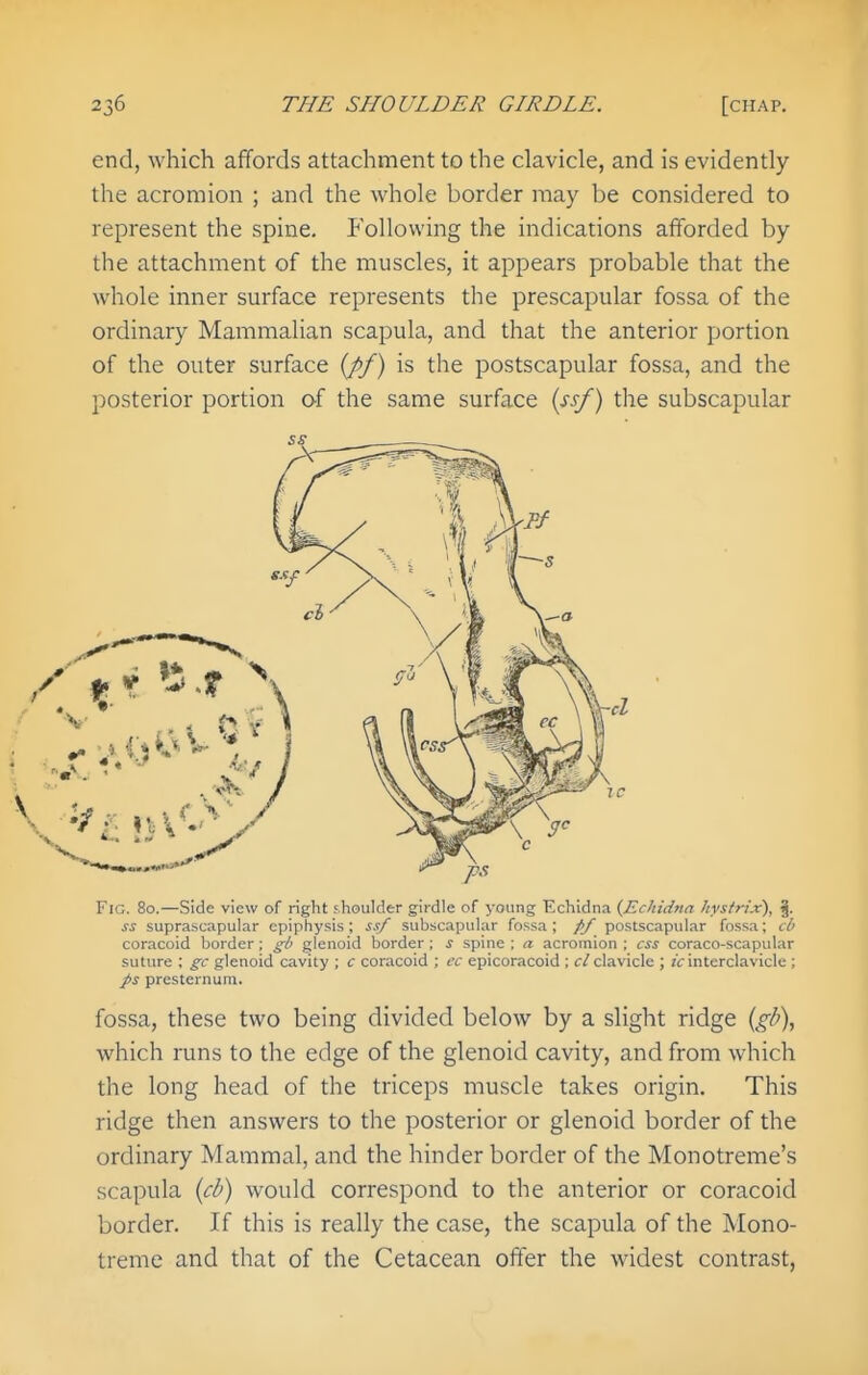 end, which affords attachment to the clavicle, and is evidently the acromion ; and the whole border may be considered to represent the spine. Following the indications afforded by the attachment of the muscles, it appears probable that the Avhole inner surface represents the prescapular fossa of the ordinary Mammalian scapula, and that the anterior portion of the outer surface {pf) is the postscapular fossa, and the posterior portion of the same surface {ssf) the subscapular Fig. 80.—Side view of right fiioulder girdle of young Echidna (^Echidna hysirix), §. suprascapular epiphysis; ssf subscapular fossa; pf postscapular fossa; cb coracoid border ; glenoid border; ^ spine ; a acromion ; ess coraco-scapular suture ; gc glenoid cavity ; c coracoid ; cc epicoracoid ; c/clavicle ; j'cinterclavicle ; ps presternum. fossa, these two being divided below by a slight ridge {gh\ which mns to the edge of the glenoid cavity, and from which the long head of the triceps muscle takes origin. This ridge then answers to the posterior or glenoid border of the ordinary Mammal, and the hinder border of the Monotreme's scapula {ch) would correspond to the anterior or coracoid border. If this is really the case, the scapula of the Mono- treme and that of the Cetacean offer the widest contrast,