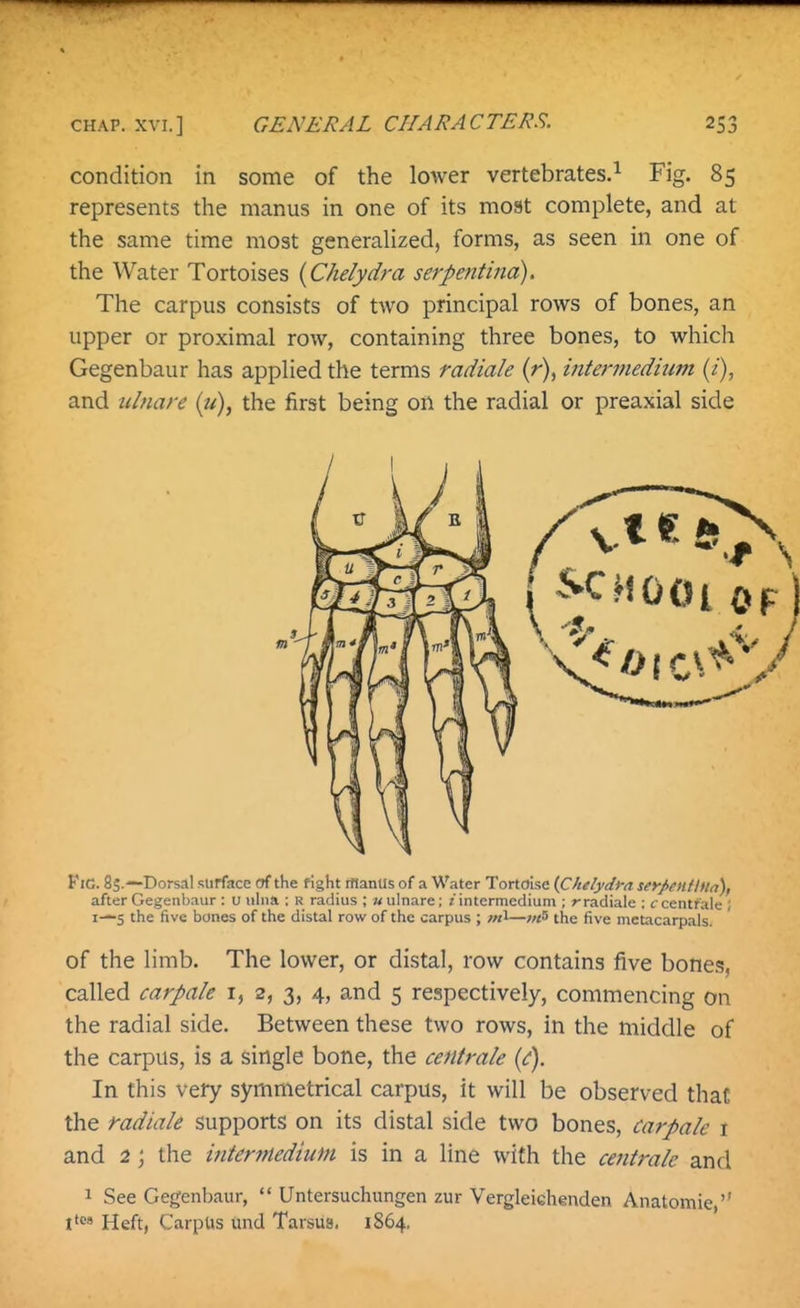 condition in some of the lower vertebrates.^ Fig. 85 represents the manus in one of its most complete, and at the same time most generalized, forms, as seen in one of the Water Tortoises {Chelydra serpentina). The carpus consists of two principal rows of bones, an upper or proximal row, containing three bones, to which Gegenbaur has applied the terms radiale (r), intermedium (i), and iilnare {tt), the first being on the radial or preaxial side Fig. 85.--Dorsal surface of the fight fflanUs of a Water Tortoise {Chelydra seyJXHtlUa), after Gegenbaur : u uhia ; r radius ; wulnare; z intermedium ; »-radiale : c centfaie i I-—S the five bones of the distal row of the carpus ; /«l—;«s the five metacarpals. of the limb. The lower, or distal, row contains five bone.<;, called carpale i, 2, 3, 4, and 5 respectively, commencing on the radial side. Between these two rows, in the middle of the carpus, is a single bone, the centrale {c). In this very symmetrical carpus, it will be observed that the radiale supports on its distal side two bones, carpale 1 and 2 j the intermedium is in a line with the centrale and 1 See Gegenbaur,  Untersuchungen zur VergleiGhenden Anatomie, I tea Heft, Carpus unci Tarsus. 1864.