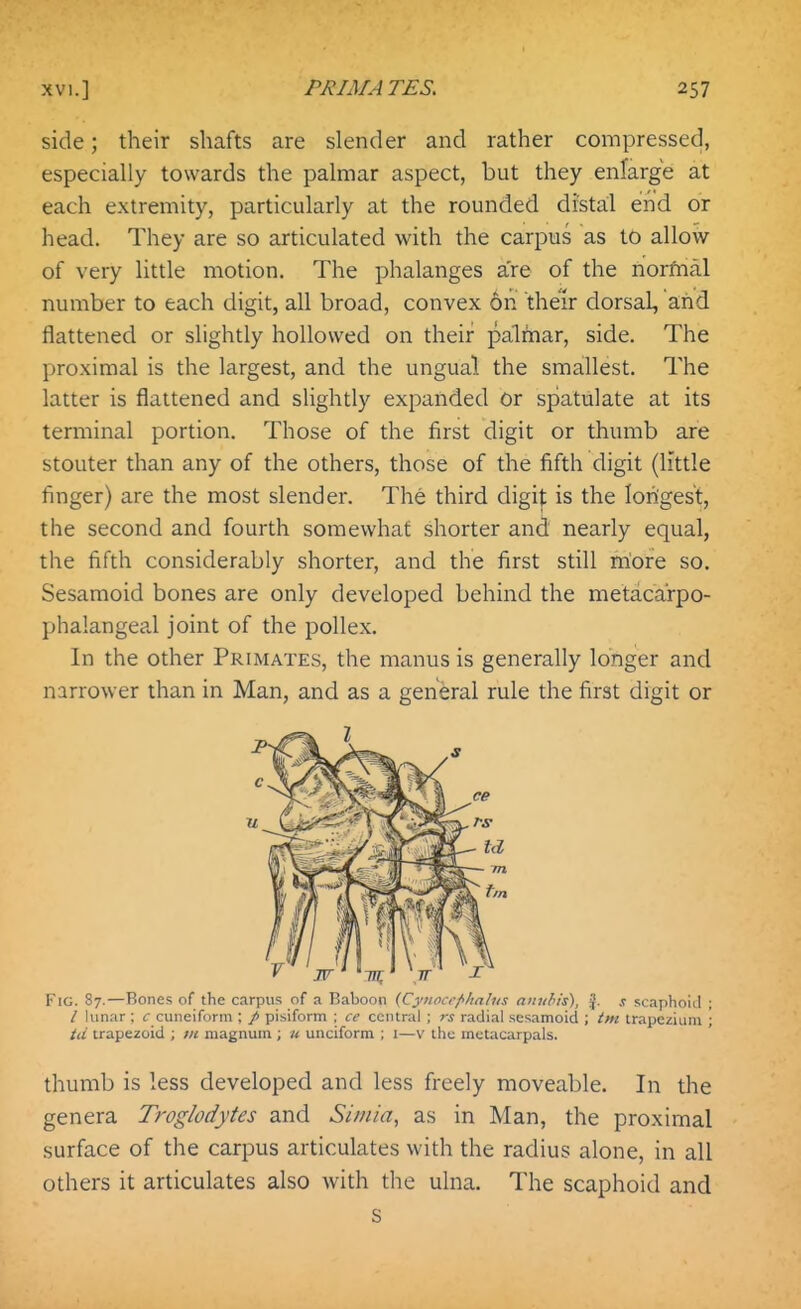 side; their shafts are slender and rather compressed, especially towards the palmar aspect, but they enlarge at each extremity, particularly at the rounded distal end or head. They are so articulated with the carpus as to allow of very little motion. The phalanges are of the norfnal number to each digit, all broad, convex on their dorsal, and flattened or slightly hollowed on their palmar, side. The proximal is the largest, and the ungual the smallest. The latter is flattened and slightly expanded Or spatulate at its terminal portion. Those of the first digit or thumb are stouter than any of the others, those of the fifth digit (little finger) are the most slender. The third digit is the longest, the second and fourth somewhat shorter and nearly equal, the fifth considerably shorter, and the first still more so. Sesamoid bones are only developed behind the metacarpo- phalangeal joint of the pollex. In the other Primates, the manus is generally longer and narrower than in Man, and as a general rule the first digit or FiG. 87.—Bones of the carpus of a Baboon (Cy>iocef<lia!us nnuHs), J. .t scaphoid ; / Ulnar ; c cuneiform ; / pisiform ; ce central ; rs radial sesamoid ; tni trapezium ; id trapezoid ; m magnum ; u unciform ; i—v the metacarpals. thumb is less developed and less freely moveable. In the genera Troglodytes and Simia, as in Man, the proximal surface of the carpus articulates with the radius alone, in all others it articulates also with the ulna. The scaphoid and S