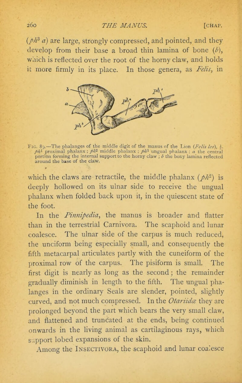 {ph^ a) are large, strongly compressed, and pointed, and they develop from their base a broad thin lamina of bone {b), which is reflected over the root of the horny claw, and holds it more firmly in its place. In those genera, as Felis, in Fig. 89.—The phalanges of the middle digit of the maniis of the Lion {Felis Ico), i. /Al proximal phalanx : middle phalanx : fili^ ungual phalanx ; a the central portion forming the internal support to the horny claw ; b the bony lamina reflected around the base of the claw. which the claws are retractile, the middle phalanx {pJf-) is deeply hollowed on its ulnar side to receive the ungual phalanx when folded back upon it, in the quiescent state of the foot. In the FvjJiipedia, the manus is broader and flatter than in the terrestrial Carnivora. The scaphoid and lunar coalesce. The ulnar side of the carpus is much reduced, the unciform being especially small, and consequently the fifth metacarpal articulates partly with the cuneiform of the proximal row of the carpus. The pisiform is small. The first digit is nearly as long as the second; the remainder gradually diminish in length to the fifth. The ungual pha- langes in the ordinary Seals are slender, pointed, slightly curved, and not much compressed. In the Otariidce they are prolonged beyond the part which bears the very small claw, and flattened and truncated at the ends, being continued onwards in the living animal as cartilaginous rays, which s'.ipport lobed expansions of the skin. Among the Insectivora, the scaphoid and lunar coalesce b