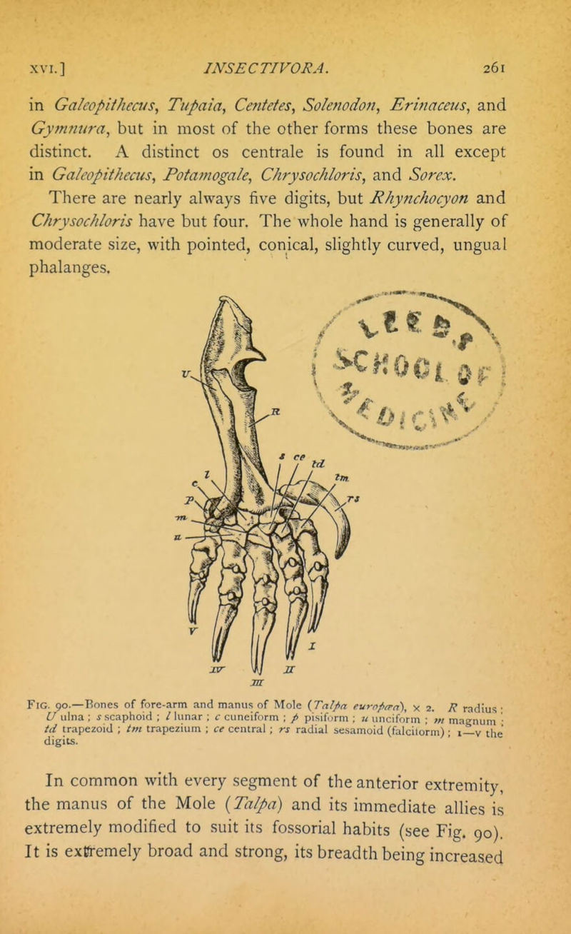 in Galcopiihecvs, Tupaia, Centetes, Solenodon, Erinaceus, and Gymnura, but in most of the other forms these bones are distinct. A distinct os centrale is found in all except in Ga/eopithecus, Fotamogaie, Chrysochloris, and Sorex. There are nearly always five digits, but Rhynchocyon and Chrysochloris have but four. The whole hand is generally of moderate size, with pointed, conical, slightly curved, ungual phalanges. jar Fig. 90.—Bones of fore-arm and manus of Mole {TaJpa eurofitra), x 2. R radius • U ulna ; j scaphoid ; / lunar ; c cuneiform ; / pisifurm ; u unciform ; in magnum ' id trapezoid ; tm trapezium ; ce central ; rs radial sesamoid (falcilorm) ; i—v the digits. In common with every segment of the anterior extremity, the manus of the Mole {Talpa) and its immediate allies is extremely modified to suit its fossorial habits (see Fig. 90). It is ex&emely broad and strong, its breadth being increased