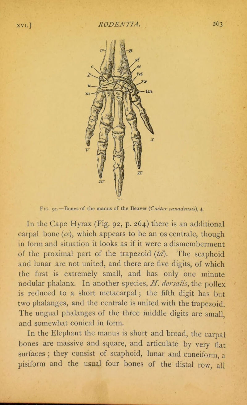 Flo. 91.—Bones of the manus of the Beaver (jOastor canadeusis), j. In the Cape Hyrax (Fig. 92, p. 264) there is an additional carpal bone {ce), which appears to be an os centrale, though in form and situation it looks as if it were a dismemberment of the proximal part of the trapezoid {td). The scaphoid and lunar are not united, and there are five digits, of which the first is extremely small, and has only one minute nodular phalanx. In another species, H. dorsalis, the pollex is reduced to a short metacarpal; the fifth digit has but two phalanges, and the centrale is united with the trapezoid. The ungual phalanges of the three middle digits are small, and somewhat conical in form. In the Elephant the manus is short and broad, the carpal bones are massive and square, and articulate by very fiat surfaces ; they consist of scaphoid, lunar and cuneiform, a pisiform and the usual four bones of the distal row, all