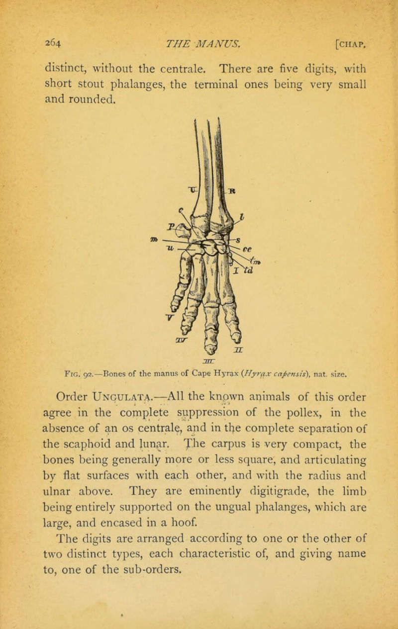 distinct, without the centrale. There are five digits, with short stout phalanges, the terminal ones being very small and rounded. Fio. 92.—Bones of the manus of Cape Hyrax {jRyr(ix capensis), nat. size. Order Ungulata.—All the knpwn animals of this order agree in the complete suppression of the pollex, in the absence of an os centrale, and in tl^e complete separation of the scaphoid and lunar, ^he carpus is very compact, the bones being generally more or less square, and articulating by flat surfaces with each other, and with the radius and ulnar above. They are eminently digitigrade, the limb being entirely supported on the ungual phalanges, which are large, and encased in a hoof The digits are arranged according to one or the other of two distinct types, each characteristic of, and giving name to, one of the sub-orders.