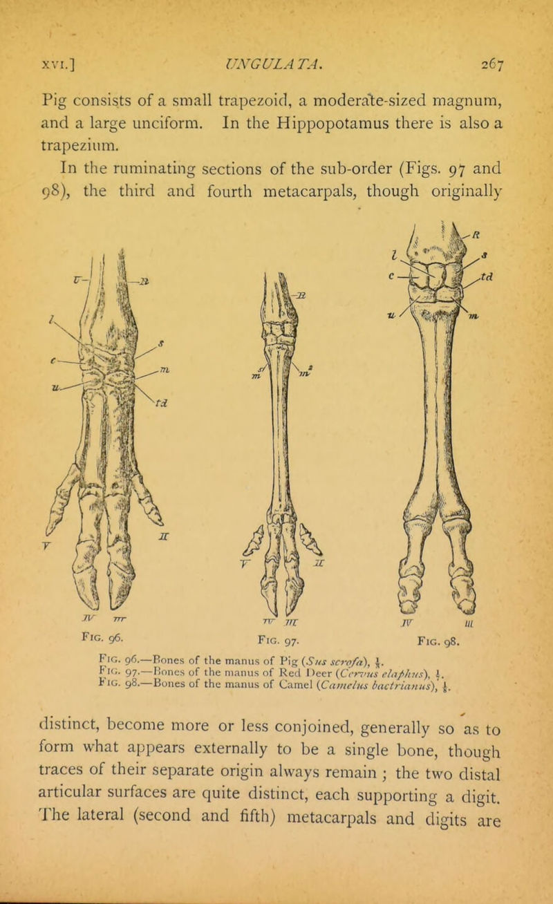 Pig consists of a small trapezoid, a moderale-sized magnum, and a large unciform. In the Hippopotamus there is also a trapezium. In the ruminating sections of the sub-order (Figs. 97 and 98), the third and fourth metacarpals, though originally F^- 96- Fig. 97. Fig. 98. Fig. 96.—Rones of the mamis of Pig {Siis scrofa), \. Fig. 97.—lioncs of the nianus of Red \'>(icx {C'cn'us ela/'hus), 1. tiG. 98.—Bones of the manus of Camel {Caineius bactrianus), J. distinct, become more or less conjoined, generally so as to form what appears externally to be a single bone, though traces of their separate origin always remain ; the two distal articular surfaces are quite distinct, each supporting a digit. The lateral (second and fifth) metacarpals and digits are