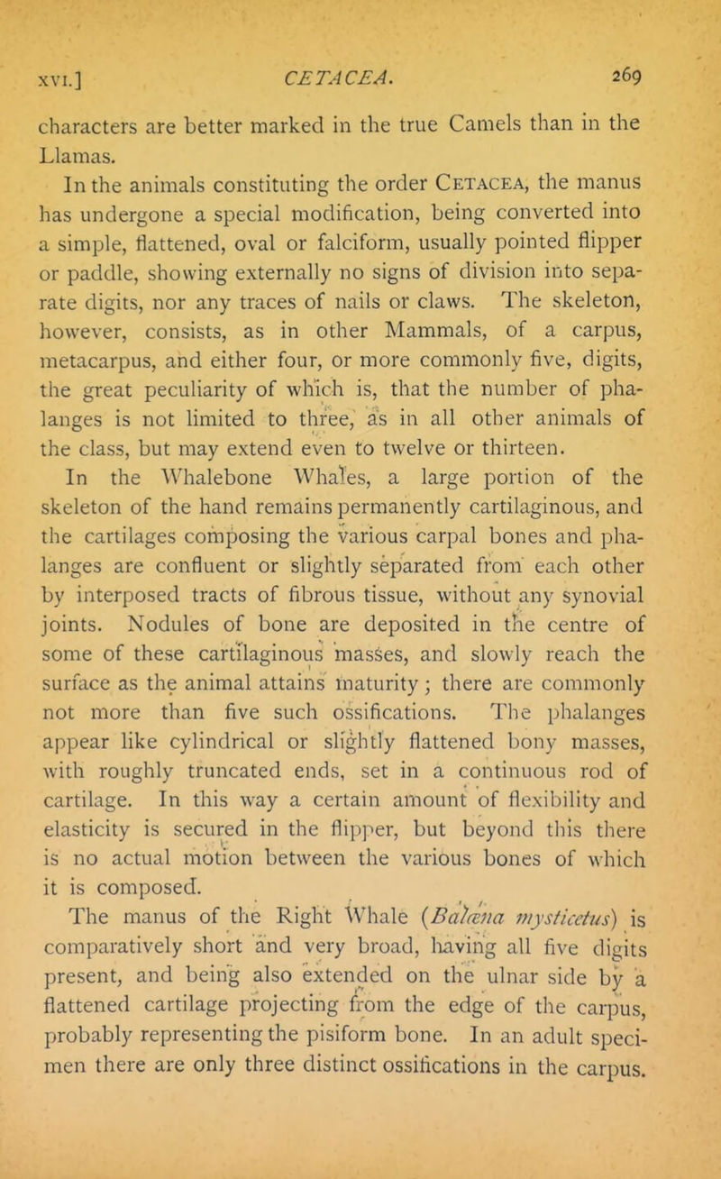 characters are better marked in the true Camels than in the Llamas. In the animals constituting the order Cetacea, the manus has undergone a special modification, being converted into a simple, flattened, oval or falciform, usually pointed flipper or paddle, showing externally no signs of division into sepa- rate digits, nor any traces of nails or claws. The skeleton, however, consists, as in other Mammals, of a carpus, metacarpus, and either four, or more commonly five, digits, the great peculiarity of which is, that the number of pha- langes is not limited to three, as in all other animals of the class, but may extend even to twelve or thirteen. In the Whalebone Whales, a large portion of the skeleton of the hand remains permanently cartilaginous, and the cartilages composing the various carpal bones and pha- langes are confluent or slightly separated from each other by interposed tracts of fibrous tissue, without any synovial joints. Nodules of bone are deposited in the centre of some of these cartilaginous masses, and slowly reach the surface as the animal attains maturity; there are commonly not more than five such ossifications. The phalanges appear like cylindrical or slightly flattened bony masses, with roughly truncated ends, set in a continuous rod of cartilage. In this way a certain amount of flexibility and elasticity is secured in the flipper, but beyond this there is no actual motion between the various bones of which it is composed. The manus of the Right Whale {Balaina mysticetus) is comparatively short and very broad, liaving all five digits present, and being also extended on the ulnar side by a flattened cartilage projecting from the edge of the carpus, probably representing the pisiform bone. In an adult speci- men there are only three distinct ossifications in the carpus.