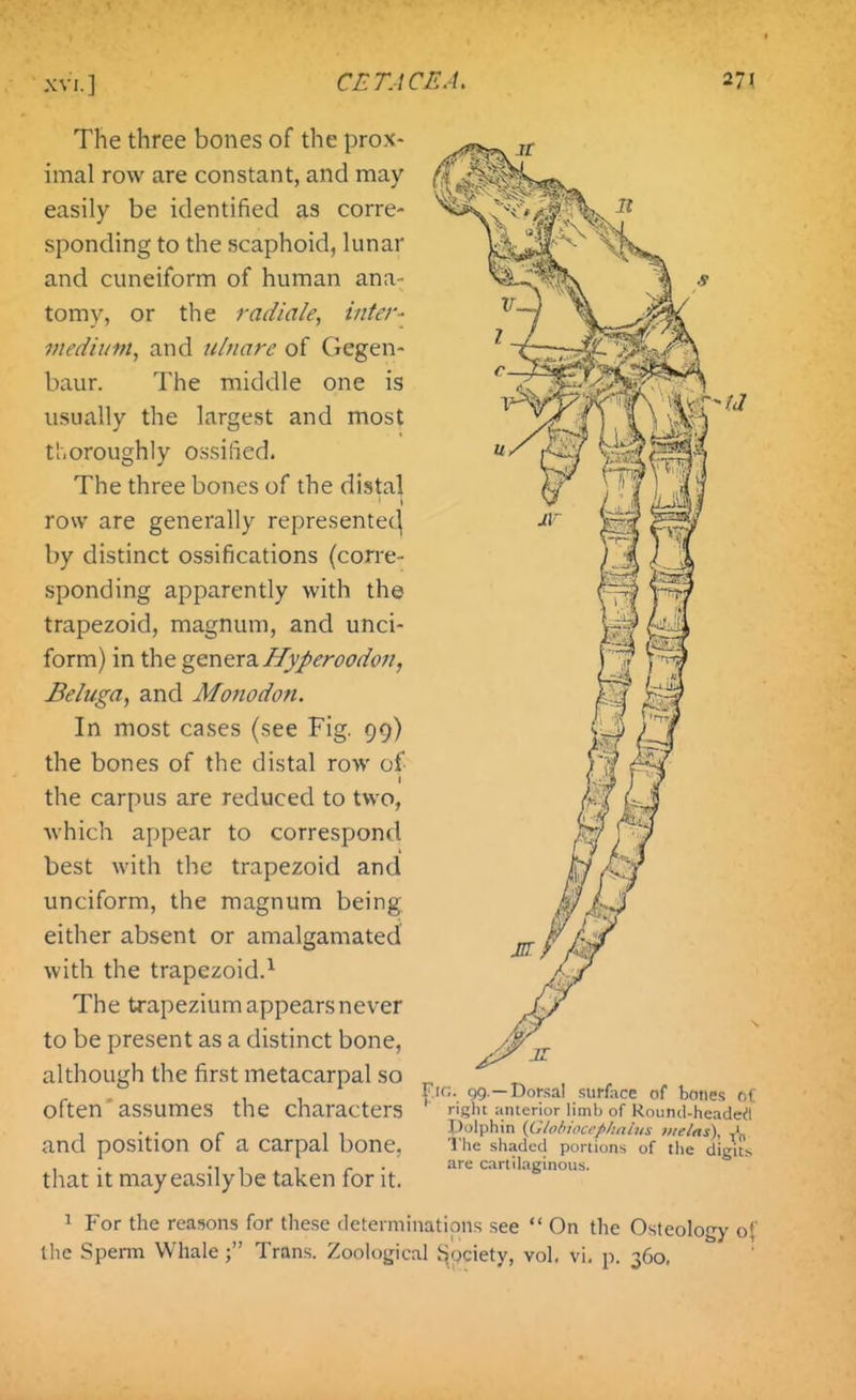 The three bones of the prox- imal row are constant, and may easily be identified as corre- sponding to the scaphoid, lunar and cuneiform of human ana- tomy, or the radiale, inter- medium, and ulnare of Gegen- baur. The middle one is usually the largest and most thoroughly ossified. The three bones of the distal row are generally representee^ by distinct ossifications (corre- sponding apparently with the trapezoid, magnum, and unci- form) in the gcntrz. Uyperoodon, Beluga, and Monodon. In most cases (see Fig. 99) the bones of the distal row of f the carpus are reduced to two, ■which appear to correspond best with the trapezoid and unciform, the magnum being either absent or amalgamated with the trapezoid.^ The trapezium appears never to be present as a distinct bone, although the first metacarpal so often' assumes the characters and position of a carpal bone, that it may easily be taken for it. Fig. 99.—Dom.!! surface of bmies r,( right anterior limb of Knund-headedl polphin {Gloluocrplmlus iiieltts), A The shaded portions of the digit> arc cartilaginous. 1 For the reasons for the.se determinations see  On the Osteology o{' the Sperm Whale; Trans. Zoological .iociety, vol, vi, p. 360,