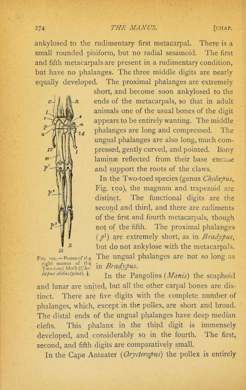 ankylosed to the rudimentary first metacarpal. There is a small rounded pisiform, but no radial sesamoid. The first and fifth metacarpals are present in a rudimentary condition, but have no phalanges. The three middle digits are nearly equally developed. The proximal phalanges are extremely short, and become soon ankylosed to the ends of the metacarpals, so that in adult animals one of the usual bones of the disrit appears to be entirely wanting. The middle phalanges are long and compressed. The ungual phalanges are also long, much com- pressed, gently curved, and pointed. Bony laminae reflected from their base encase and support the roots of the claws. In the Two-toed species (genus Cholcepus, Fig. I go), the magnum and trapezoid are distinct. The functional digits are the second and third, and there are rudiments of the first and fourth metacarpals, though not of the fifth. The proximal phalanges {p^) e^re extremely short, as in Bradypus, but do not ankylose with the metacarpals. Fig. 1 oo.-Pones of ths The ungual phalanges are not so long as right manus of the • r> ^ u-pus didaciyiusw. j,^ Pangoljns (Mz/z/V) the scaphoid and lunar are united, but all the other carpal bones are dis- tinct. There are five digits with the complete number of phalanges, which, except in the pollex, are short and broad. The distal ends of the ungual pl^alanges have deep median clefts. This phalanx in the third digit is immensely developed, and considerably so in the fourth. The first, second, and fifth digits are comparatively small. In the Cape Anteater {Orycteropns) the pollex is entirely