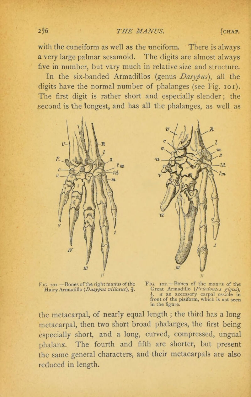 with the cuneiform as well as the unciform. There is always a very large palmar sesamoid. The digits are almost always five in number, but vary much in relative size and structure. In the six-banded Armadillos (genus Dasypiis), all the digits have the normal number of phalanges (see Fig. 101). The first digit is rather short and especially slender; the .second is the longest, and has all the phalanges, as well as Frr,. loi —Bones of the right fnaniis of tTie ^\r,. 102.—Bones of the m.nnrs of the Hairy Armadillo (Z'ajry/w z/iV/tij-wi), j(. Great Armadillo (I'riiu/oiit, s gigas), \. a an accessory cnipal ossicle in front of the pisiform, which is not seen in the figure. the metacarpal, of nearly equal length ; the third has a long metacarpal, then two shoft broad phalanges, the first being especially short, and a long, curved, compressed, ungual phalanx. The fourth and fifth are shorter, but present the same general characters, and their metacarpals are also reduced in length.