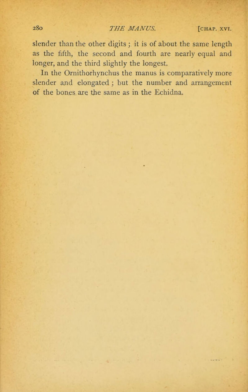 slender than the other digits ; it is of about the same length as the fifth, the second and fourth are nearly equal and longer, and the third slightly the longest. In the Ornithorhynchus the manus is comparatively more slender and elongated ; but the number and arrangement of the bones are the same as in the Echidna.