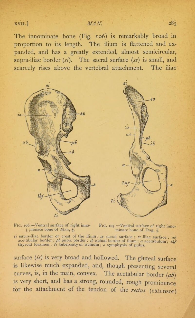 The innominate bone (Fig. !o6) is remarkably broad in proportion to its length. The ilium is flattened and ex- panded, and has a greatly extended, almost semicircular, supra-iliac border (si). The sacral surface {ss) is small, and scarcely rises above the vertebral attachment. The iliac Fig. to6.—Ventral surface of rifjht inno- FiG. 107.—Ventral sur'ace of right inno- l ,minate bone of Man, i. minatc bone of Dog, 4. si supra-iliac border or crest of the ilium ; .rj sacral surface ; is iliac surface ; ab acciabular boi'der ; pb pubic border ; ih ischial border of ilium ; a acctabulutn;' th/ thyroid foramen ; ti tuberosity of ischium; s symphysis of pubis. surface {is) is very broad and hollowed. The gluteal surface is likewise much expanded, and, though presenting several curves, is, in the main, convex. The acetabular border {ab) is very short, and has a strong, rounded, rough prominence for the attachment of the tendon of the rectus (extensor)