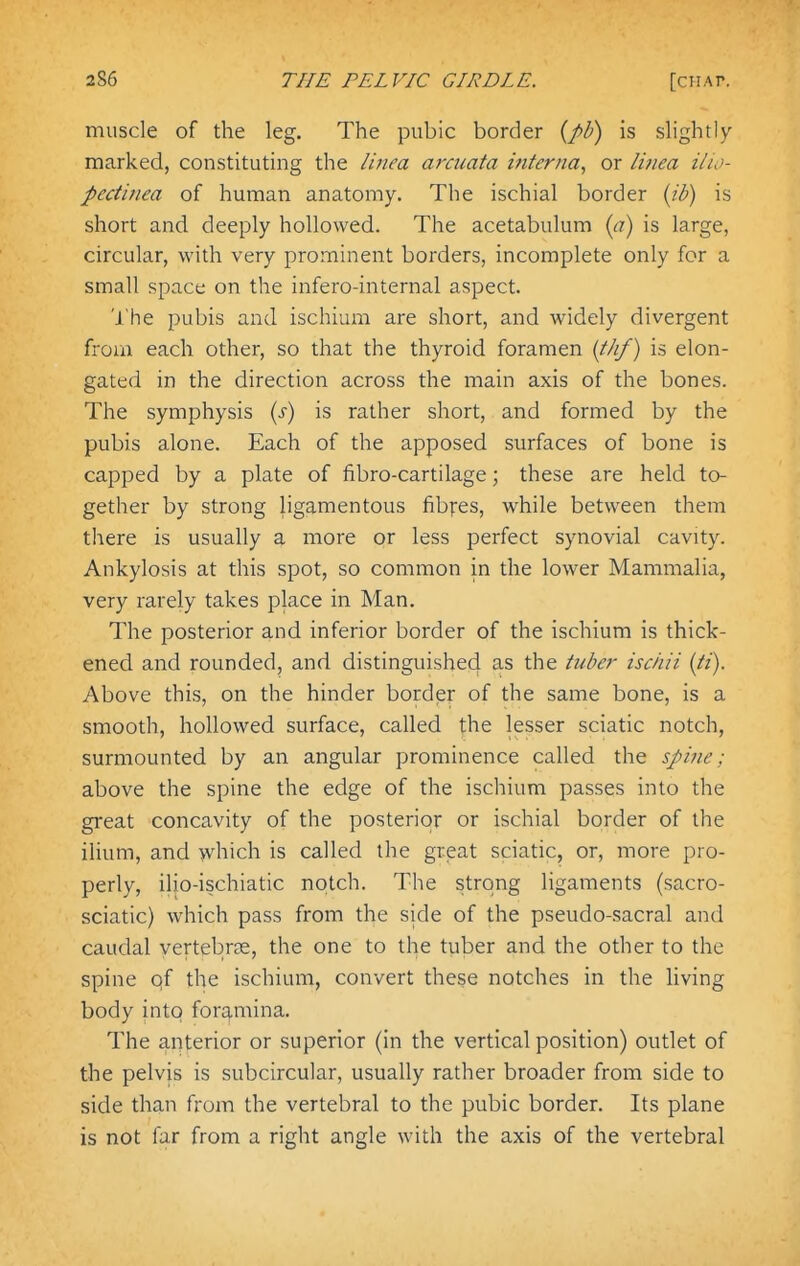 muscle of the leg. The pubic border {pJ?) is slightly marked, constituting the linea arciiata interna, or linea ilio- pectinea of human anatomy. The ischial border (ib) is short and deeply hollowed. The acetabulum {a) is large, circular, with very prominent borders, incomplete only for a small space on the infero-internal aspect. 'I'he pubis and ischium are short, and widely divergent from each other, so that the thyroid foramen {thf) is elon- gated in the direction across the main axis of the bones. The symphysis (x) is rather short, and formed by the pubis alone. Each of the apposed surfaces of bone is capped by a plate of fibro-cartilage; these are held to- gether by strong ligamentous fibfes, while between them there is usually a more or less perfect synovial cavity. Ankylosis at this spot, so common in the lower Mammalia, very rarely takes place in Man, The posterior and inferior border of the ischium is thick- ened and rounded, and distinguished as the tuber ischii {ti). Above this, on the hinder border of the same bone, is a smooth, hollowed surface, called the lesser sciatic notch, surmounted by an angular prominence called the spine; above the spine the edge of the ischium passes into the gi'eat concavity of the posterior or ischial border of the ilium, and >vhich is called the great sciatic, or, more pro- perly, iljo-ischiatic notch. The strong ligaments (sacro- sciatic) which pass from the side of the pseudo-sacral and caudal yertebrse, the one to the tuber and the other to the spine qf the ischium, convert these notches in the living body into foramina. The anterior or superior (in the vertical position) outlet of the pelvis is subcircular, usually rather broader from side to side than from the vertebral to the pubic border. Its plane is not far from a right angle with the axis of the vertebral