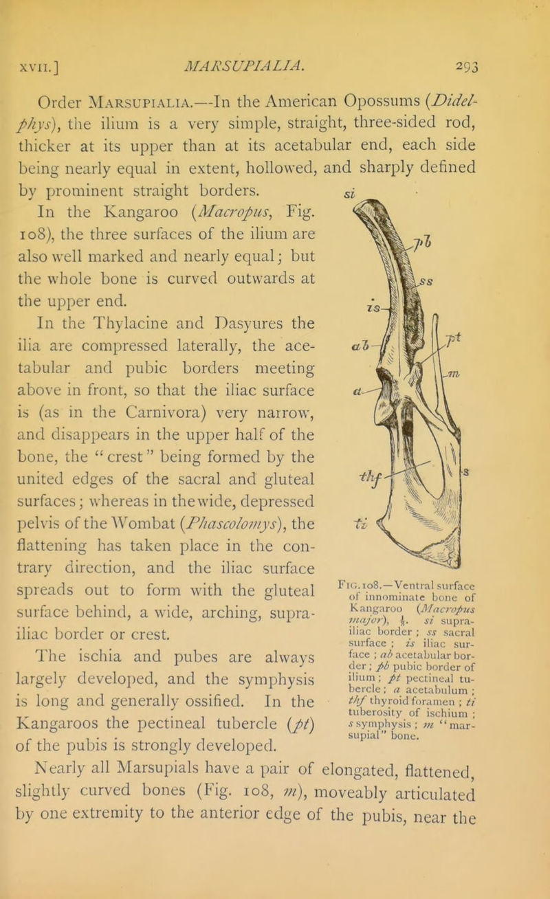 Order Marsupialia.—In the American Opossums {Didel- phys), tlie ilium is a very simple, straight, three-sided rod, thicker at its upper than at its acetabular end, each side being nearly equal in extent, hollowed, and sharply defined by prominent straight borders. In the Kangaroo [Macropus, Fig. 108), the three surfaces of the ihum are also well marked and nearly equal; but the whole bone is curved outwards at the upper end. In the Thylacine and Dasyures the ilia are compressed laterally, the ace- tabular and pubic borders meeting above in front, so that the iliac surface is (as in the Garnivora) very nairow, and disappears in the upper half of the bone, the  crest being formed by the united edges of the sacral and gluteal surfaces; whereas in the wide, depressed pelvis of the Wombat {Phascoloiiiys), the flattening has taken place in the con- trary direction, and the iliac surface spreads out to form with the gluteal surface behind, a wide, arching, supra- iliac border or crest. The ischia and pubes are always largely developed, and the symphysis is long and generally ossified. In the Kangaroos the pectineal tubercle {pt) of the pubis is strongly developed. Nearly all Marsupials have a pair of elongated, flattened, slightly curved bones (Fig. 108, in), moveably articulated by one extremity to the anterior edge of the pubis, near the Fu;.108.—Ventral surface of innominate bone of Kangaroo {Macrfpus iiiajor), J. si supra- iliac border ; ss sacral surface ; is iliac sur- face ; a/> acetabular bor- der ; />l! pubic border of ilium ; />t pectineal tu- bercle : ii acetabulum ; tiij thyroid foramen ; ti tuberosity of ischium ; -f symphysis ; tn mar- supial bone.